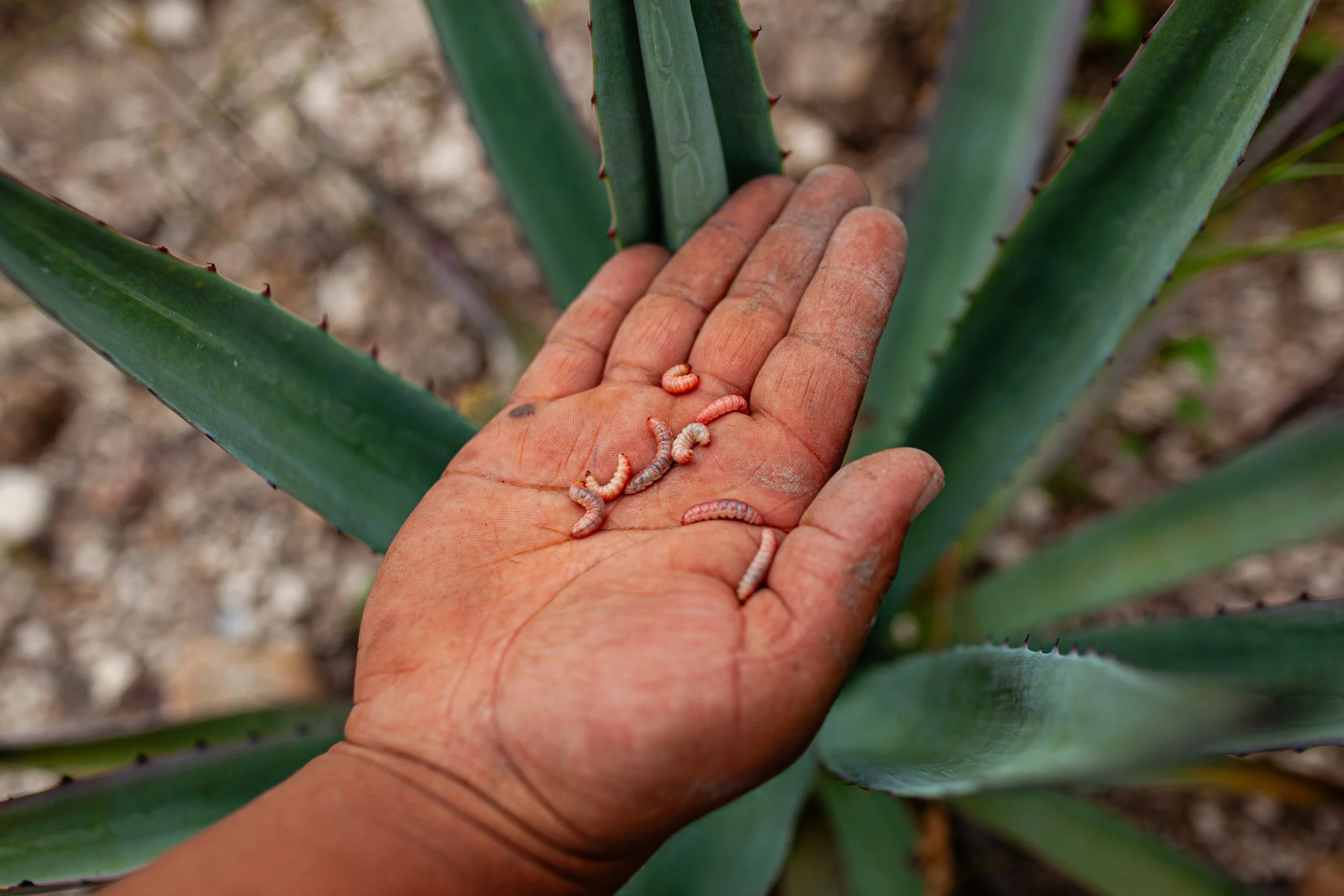 Mezcal_Mexico_Oaxaca_Santiago Matatlan_0008.jpg