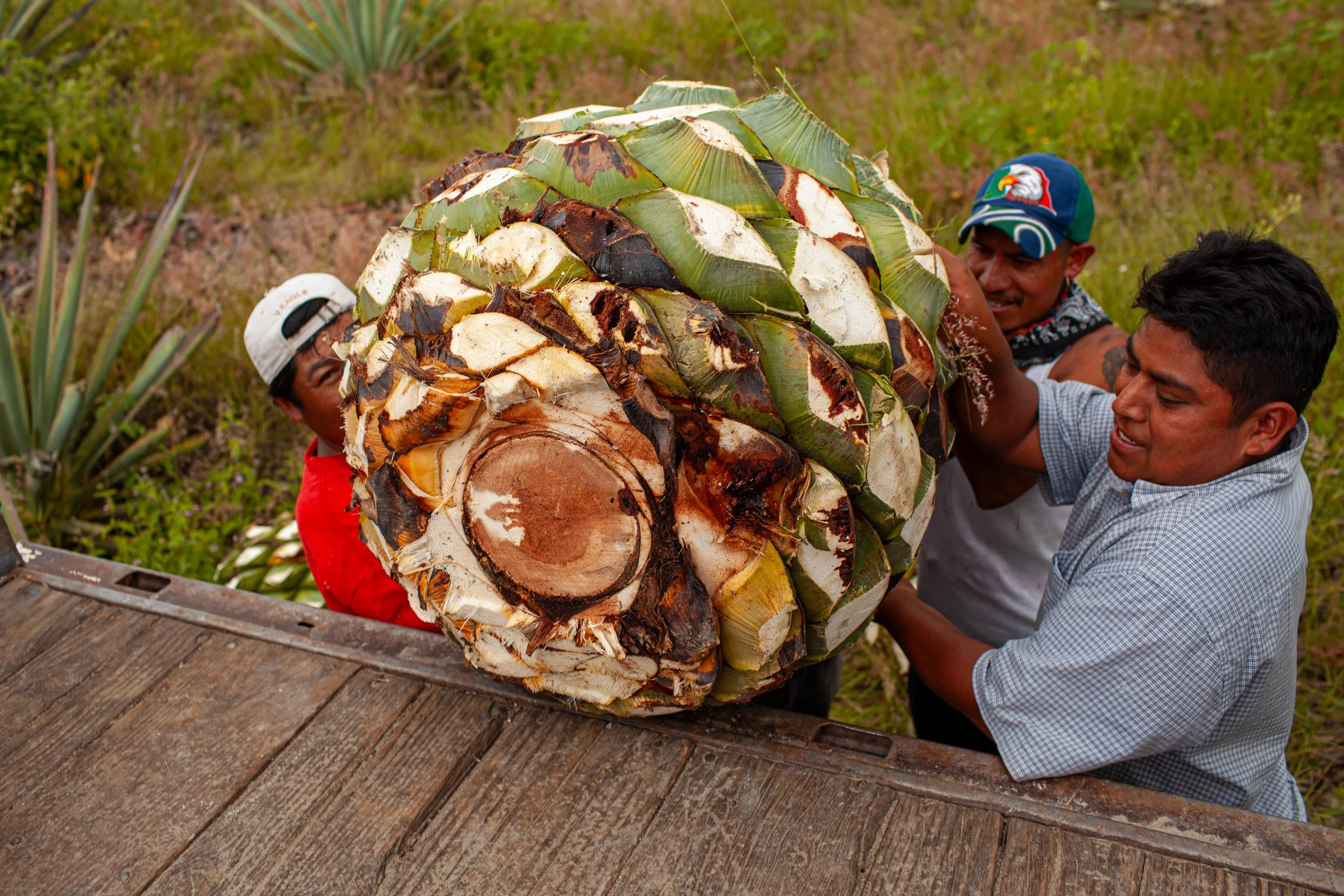 Mezcal_Mexico_Oaxaca_SANTIAGO MATATLAN_0009.jpg
