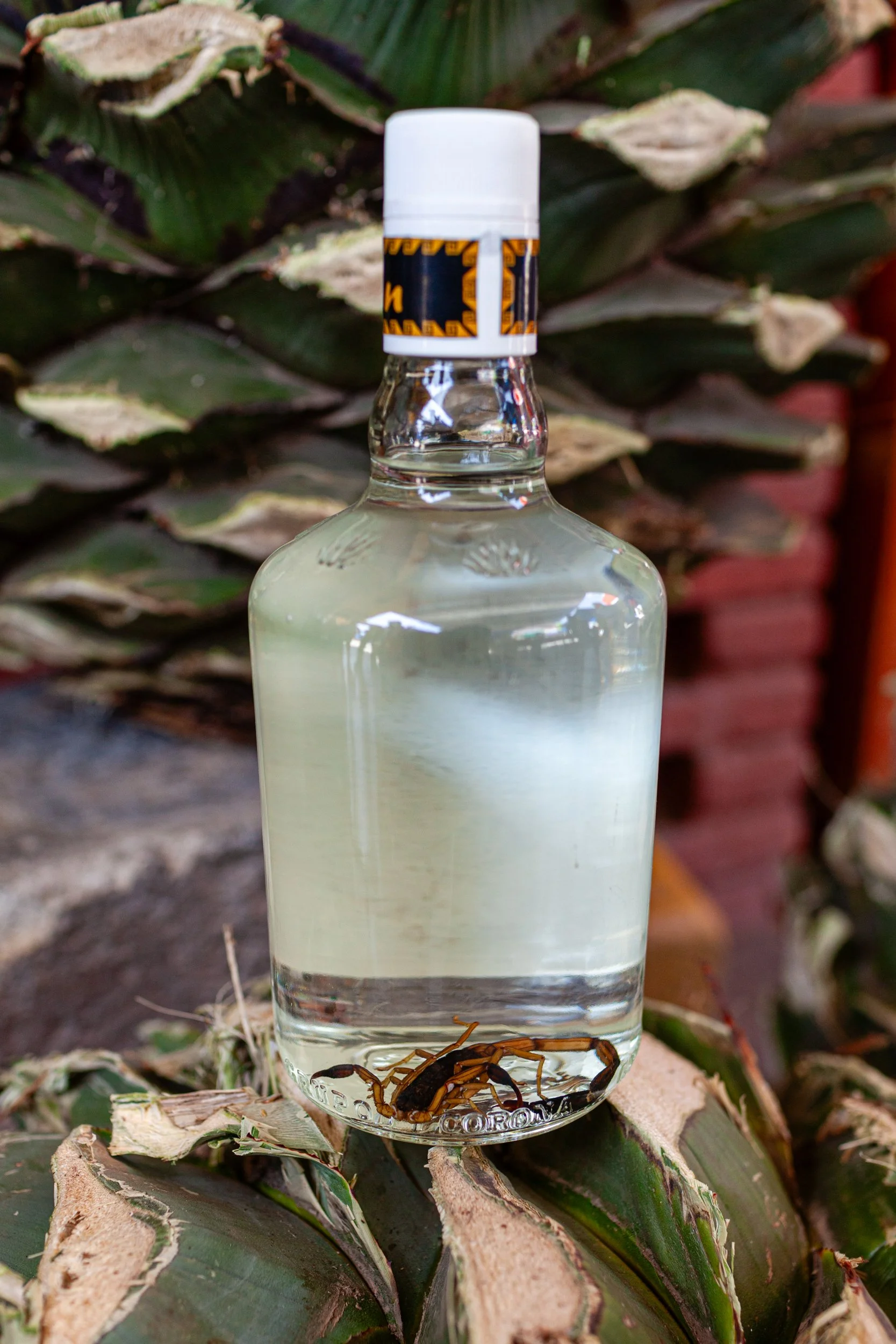 Mezcal_Mexico_Oaxaca_Tlacolula de Matamoros_0024.jpg