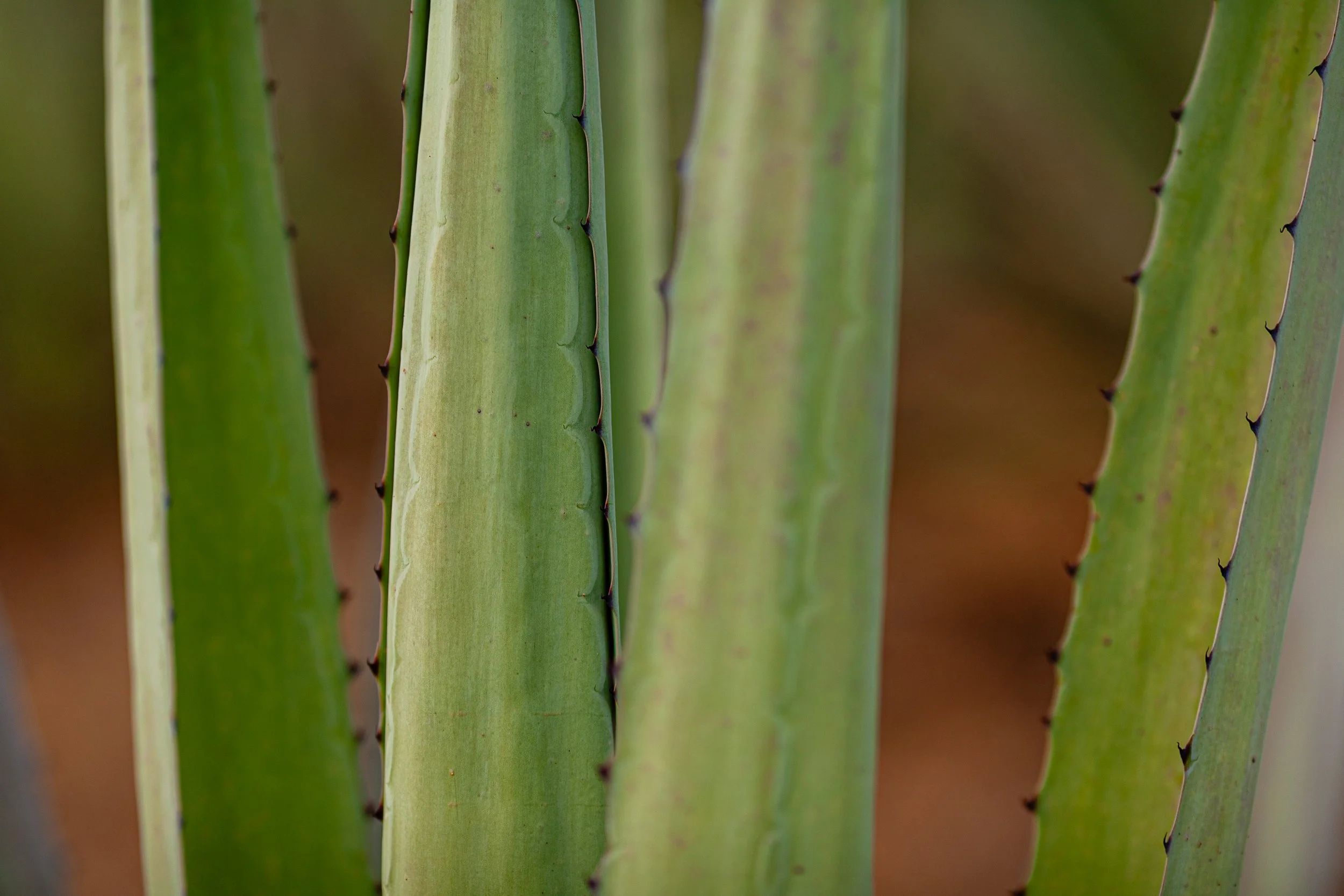 Mezcal_Mexico_Oaxaca_SANTA MARIA SOLA_0032.jpg