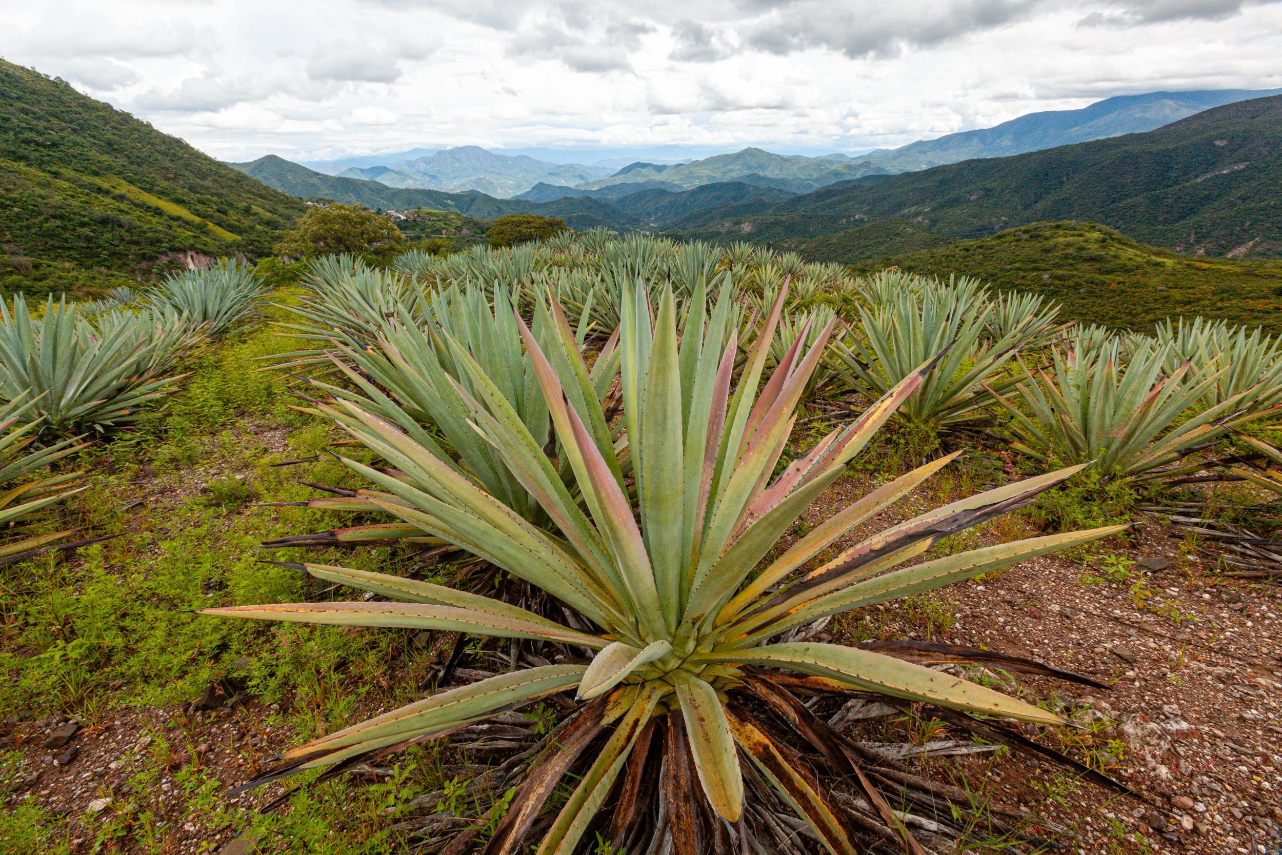 Ruta del Mezcal_Mexico_Oaxaca_San Carlos Yautepec_0014.jpg