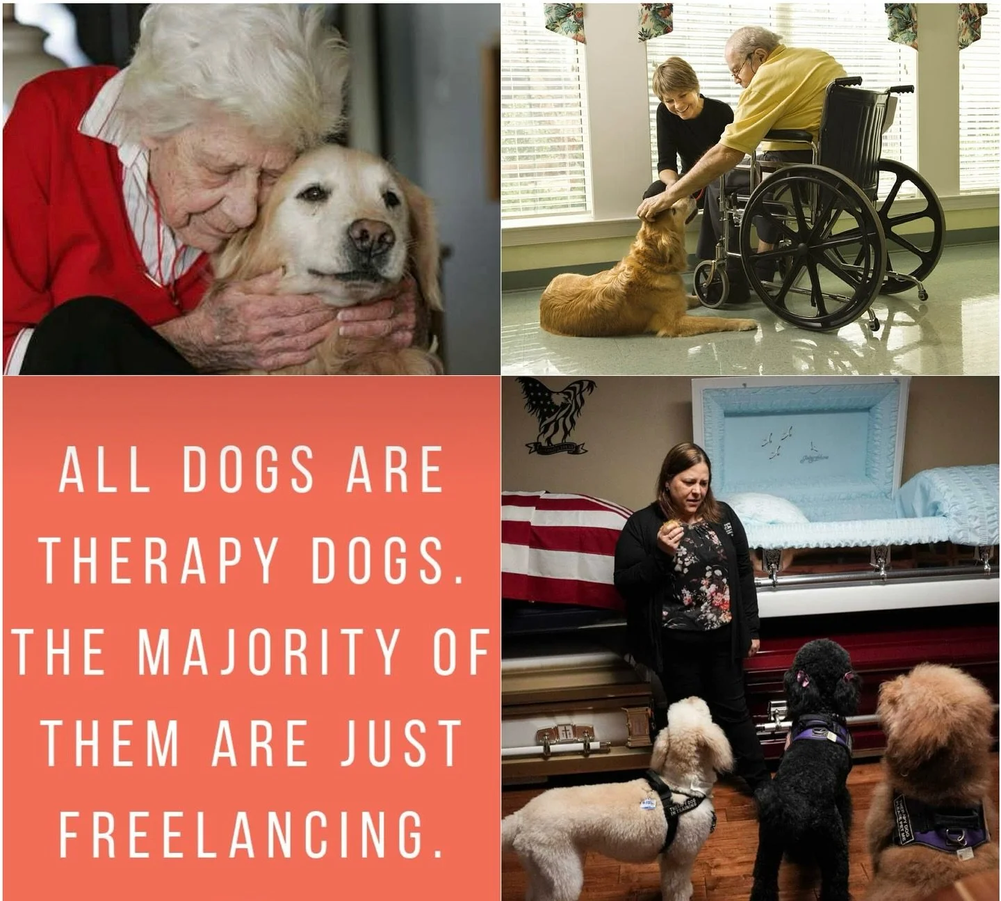 All dogs are therapy dogs, the majority of them are just freelancing ! #dogtherapy#pettherapy❤️🐾 #doglovers #mansbestfriend #unconditionallove💕 tional
