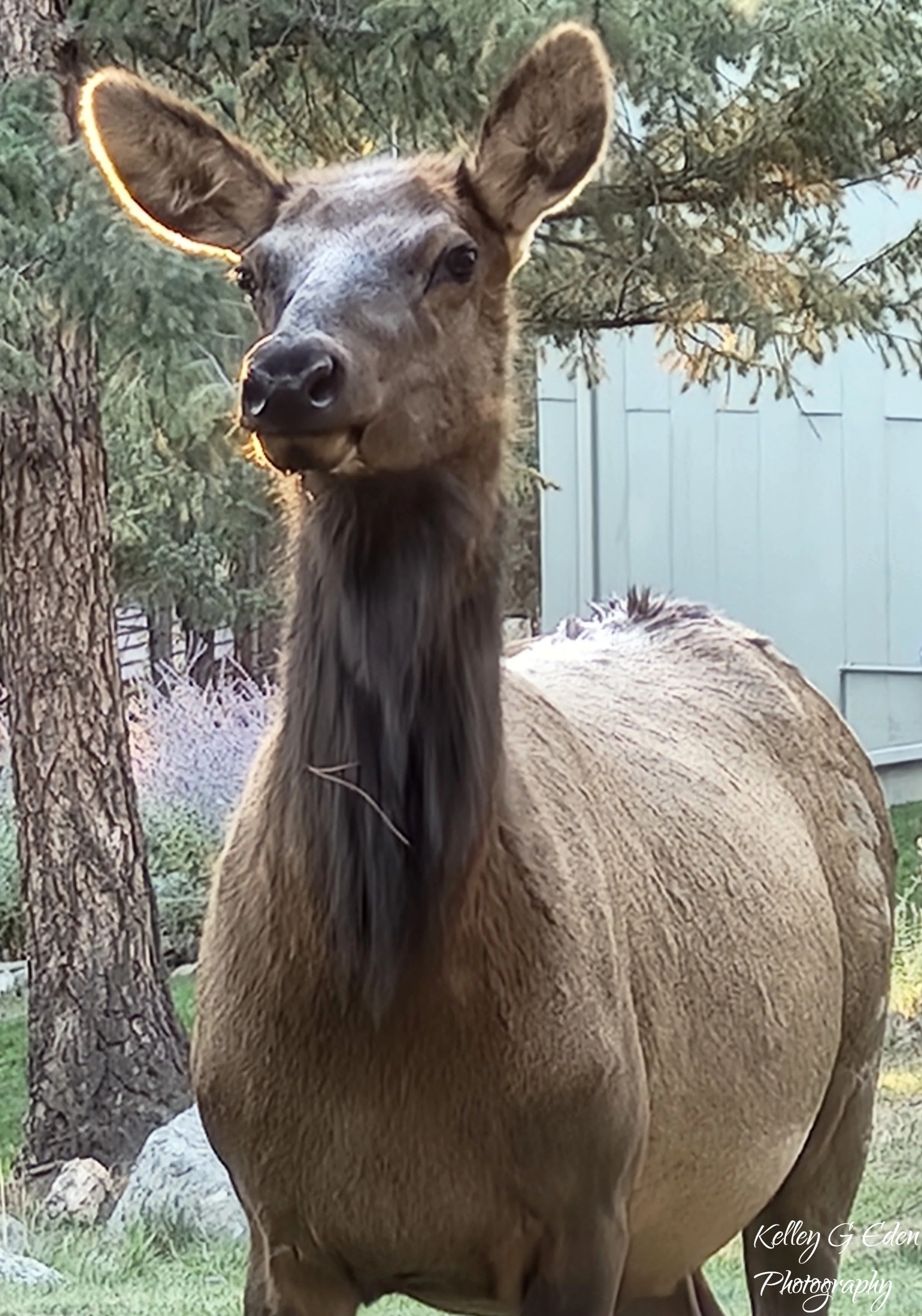 Evergreen Elk 7 Oct 2024 signed.jpg