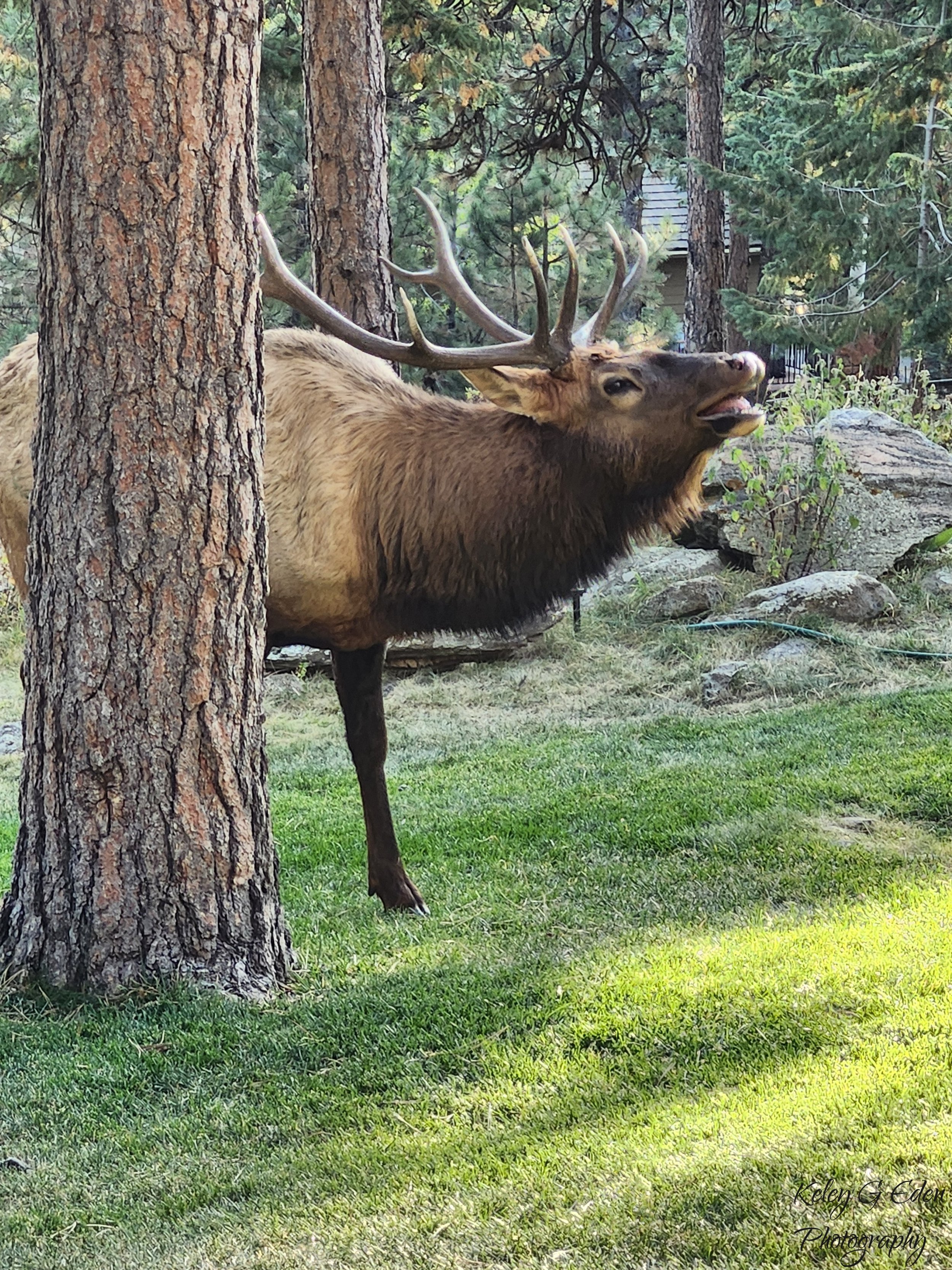 Evergreen Elk 3 Oct 2024 signed.jpg
