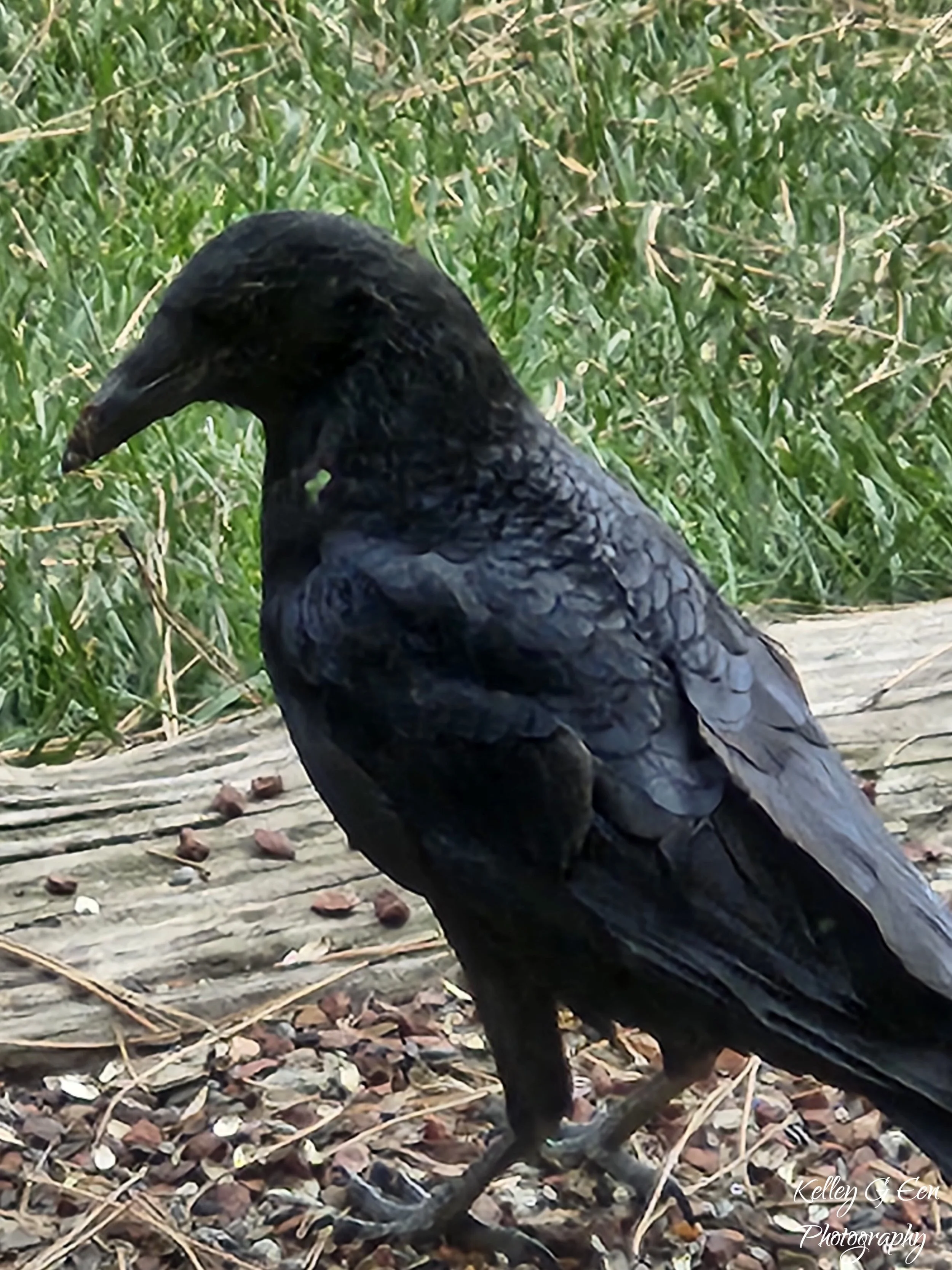 Evergreen crow 1 Oct 2024 signed.jpg