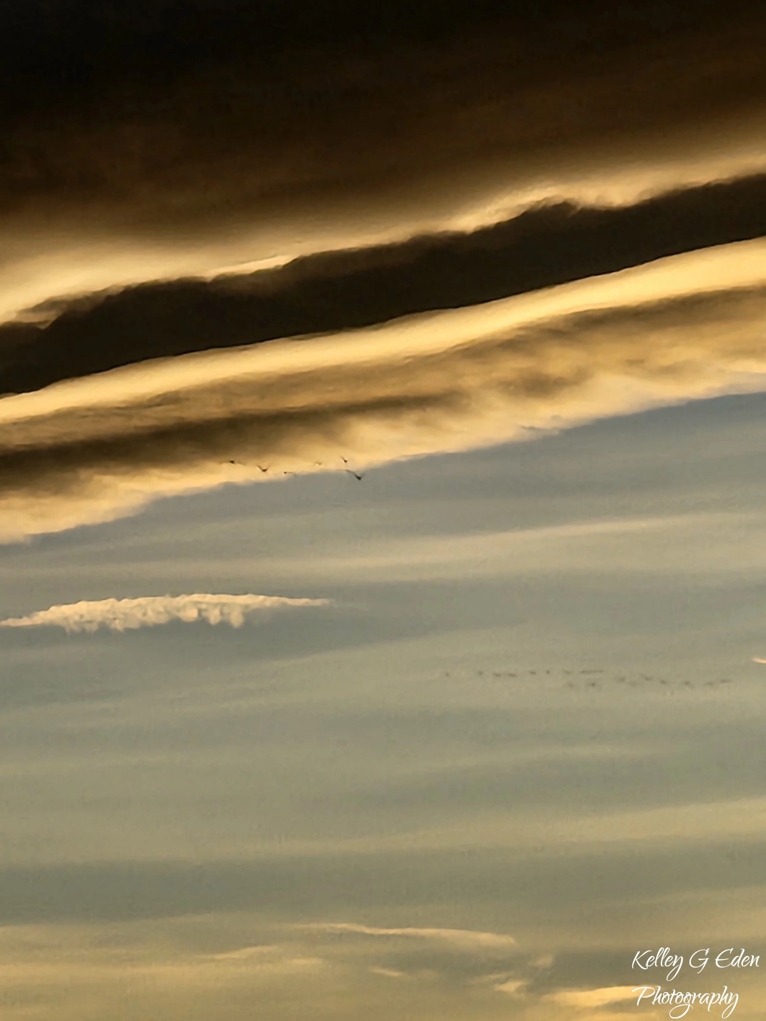 Fossil Creek Goose Flight Dec 2024 signed.jpg