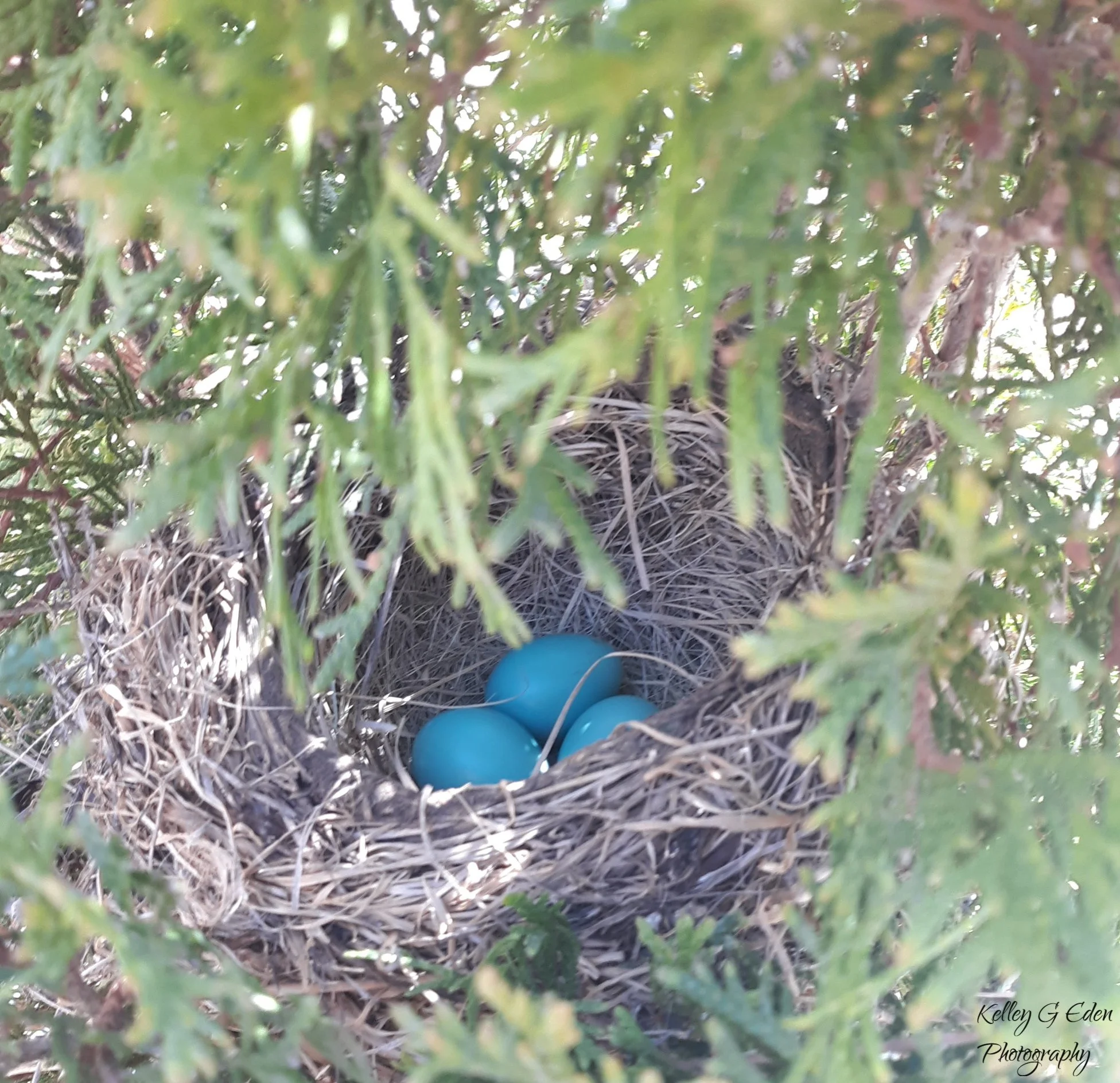 robin nest 2024 signed.jpg