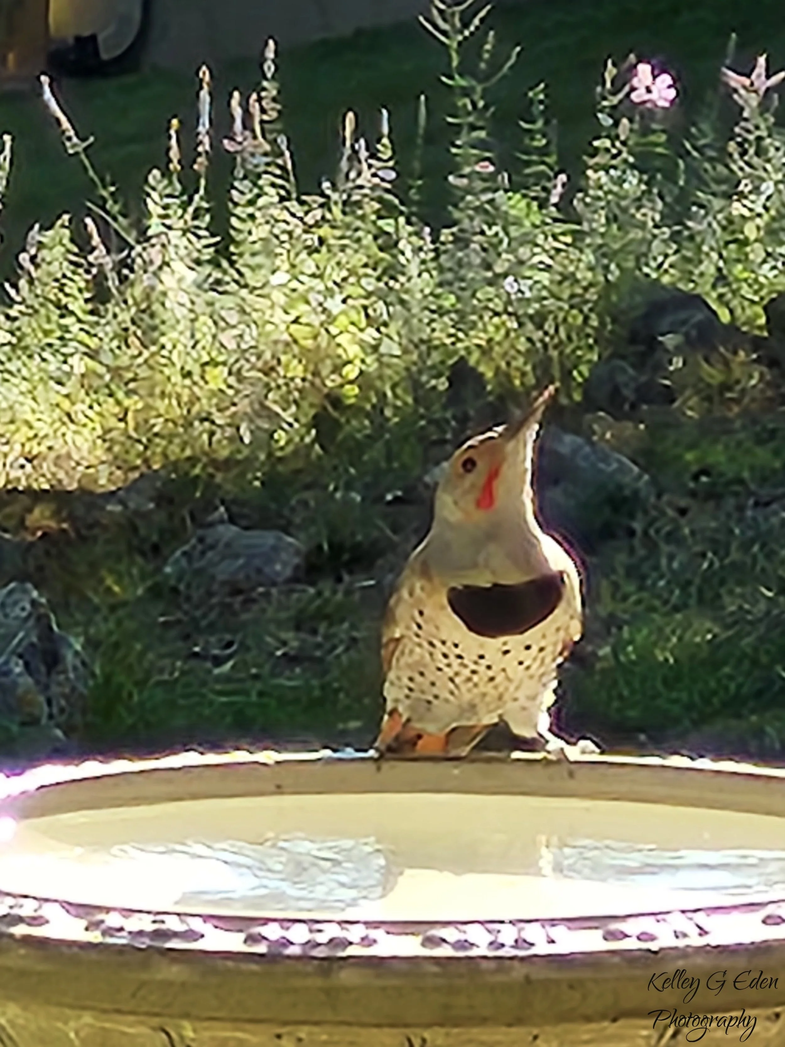 Evergreen Flicker Oct 2024 signed.jpg