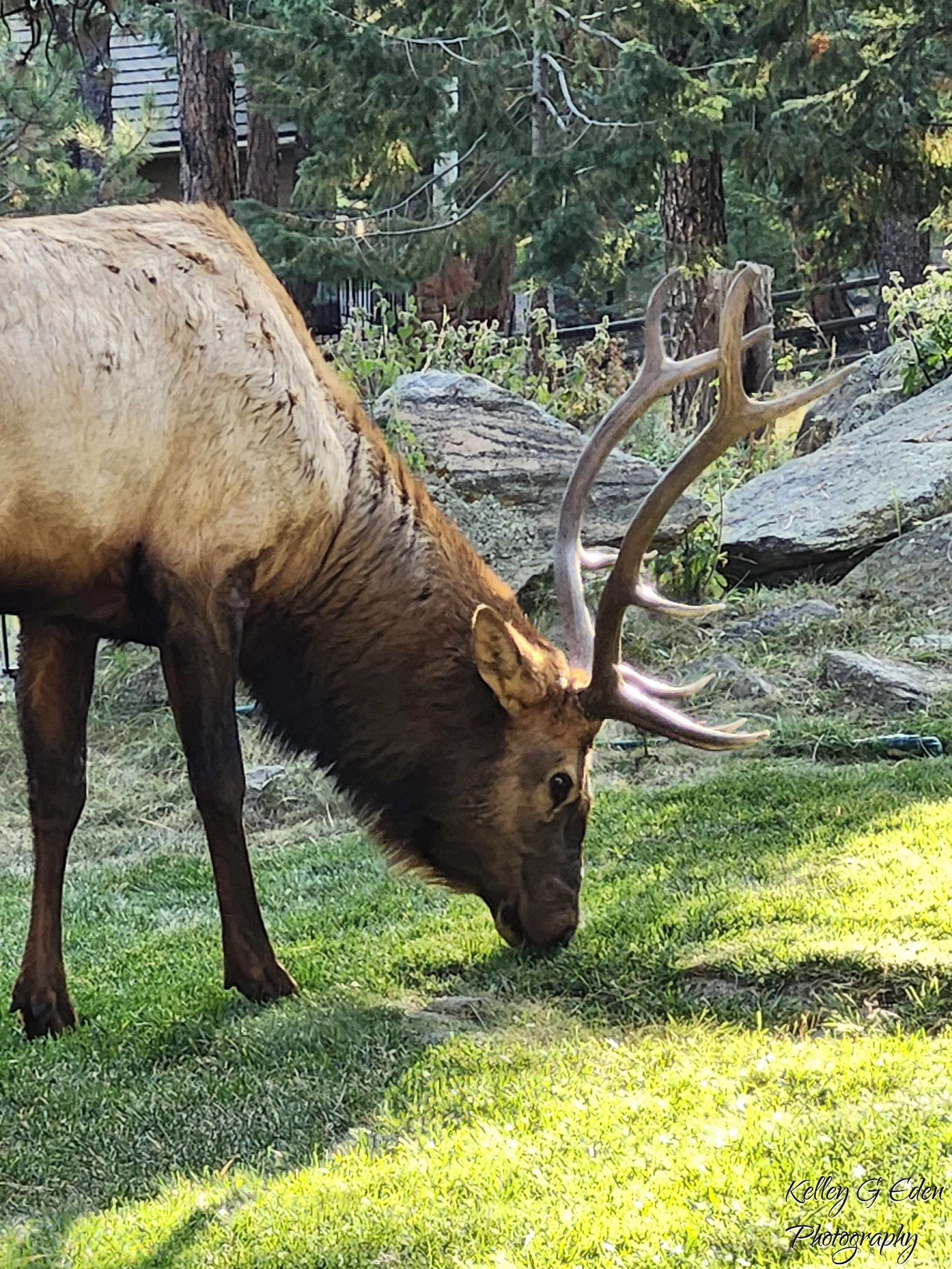 Evergreen Elk 1 Oct 2024 signed.jpg