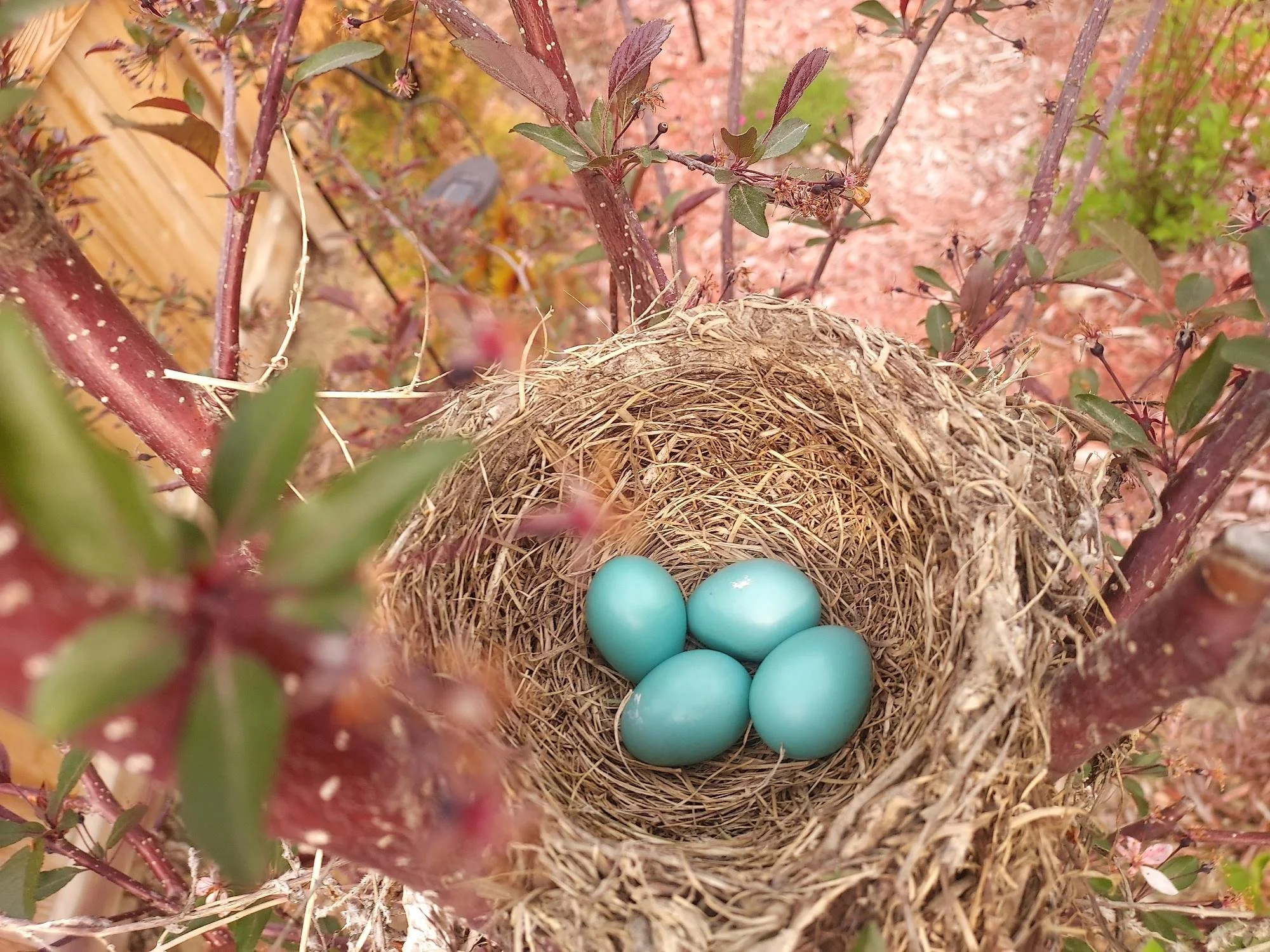 Robins eggs May 2023.jpg