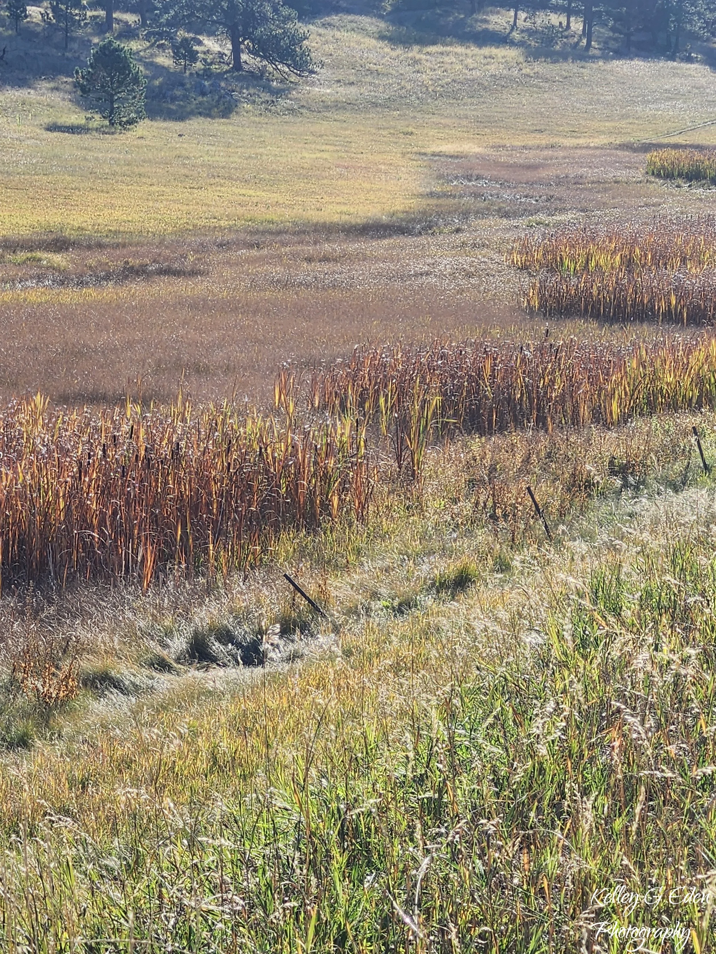 Evergreen Meadow Oct 2024 signed.jpg