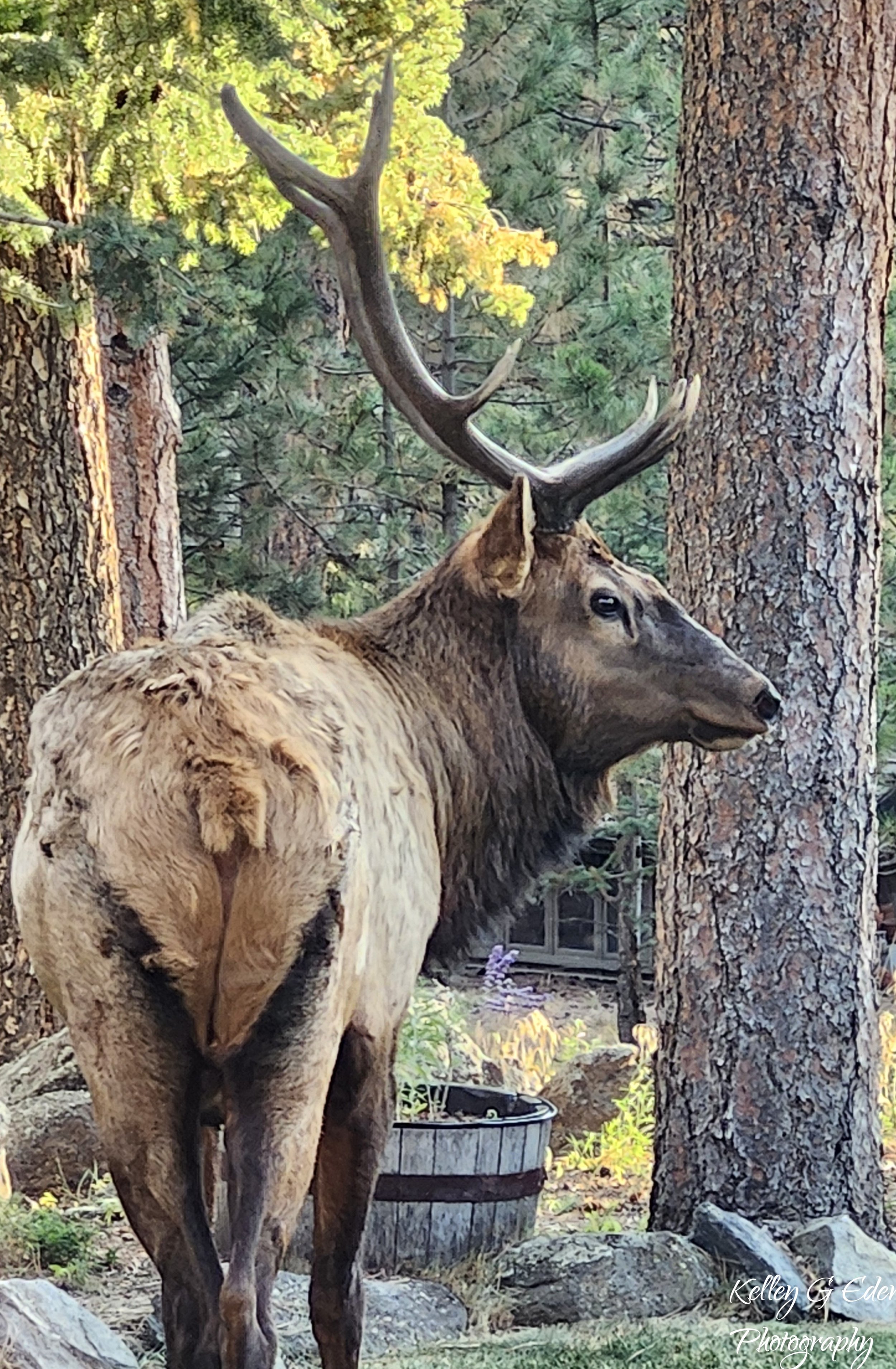 Evergreen Elk 6 Oct 2024 signed.jpg
