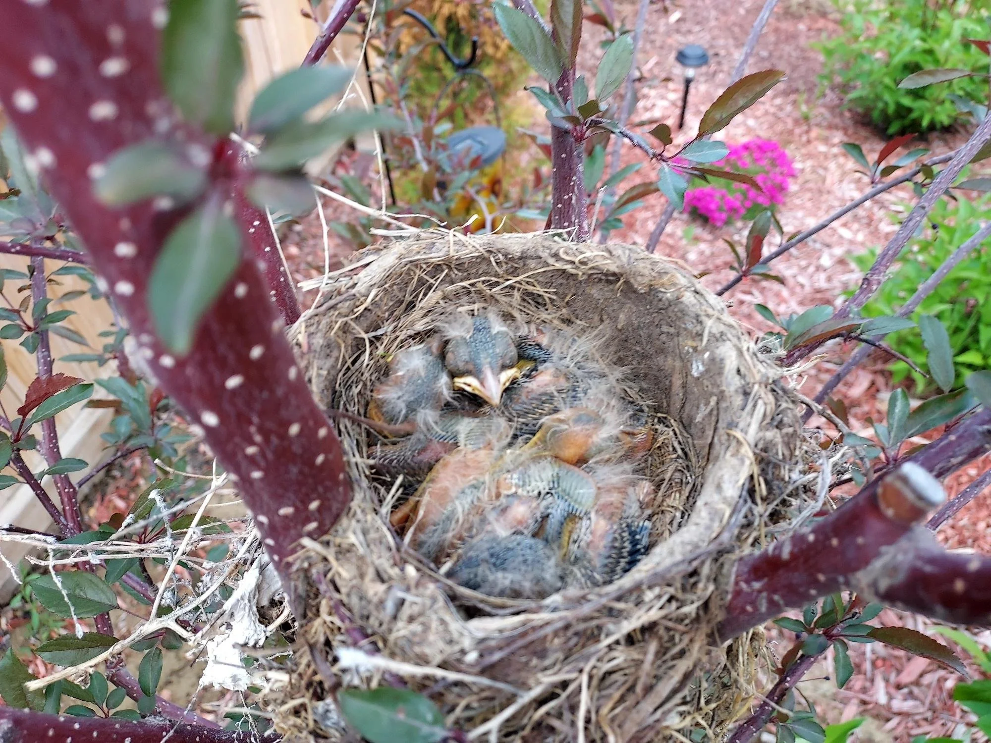 robin babies 2023.jpg