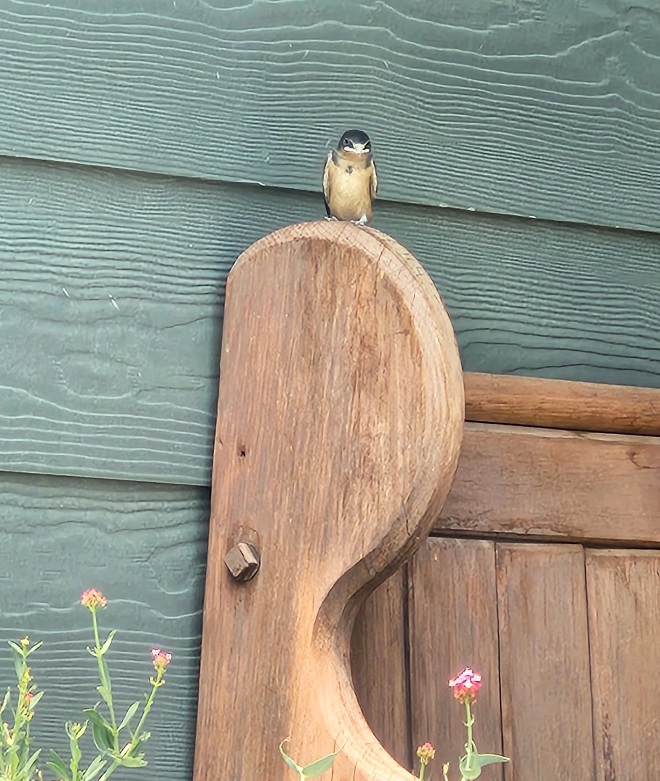 Swallow fledgling.jpg