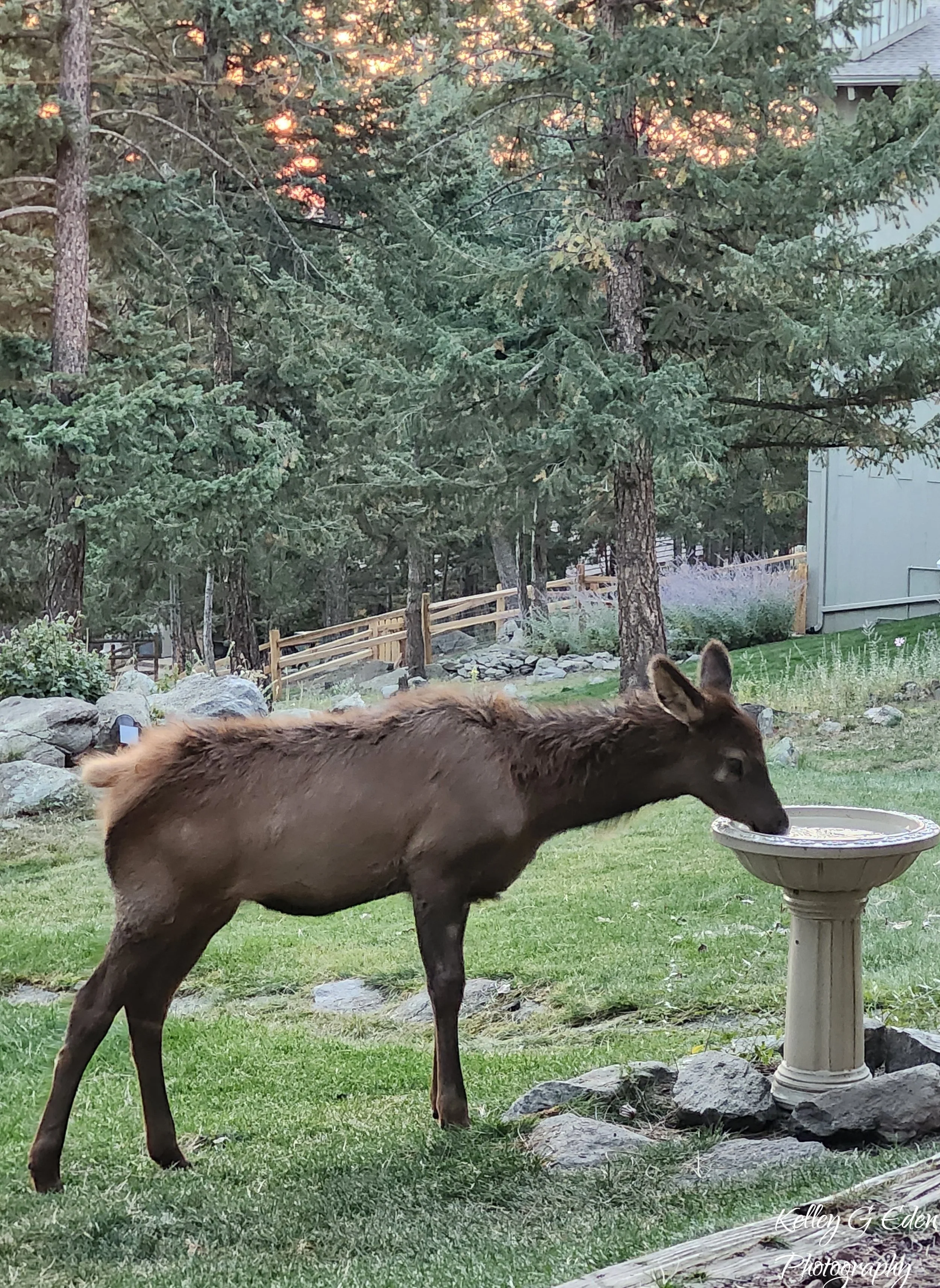 Evergreen Elk 8 Oct 2024 signed.jpg