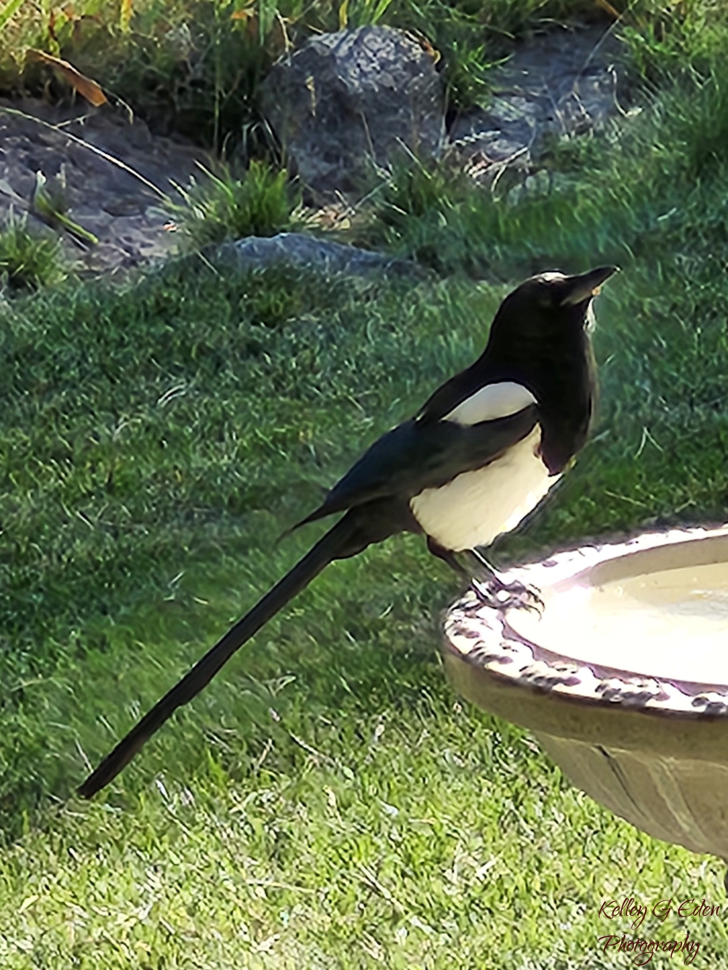 Evergreen Magpie Oct 2024 signed.jpg