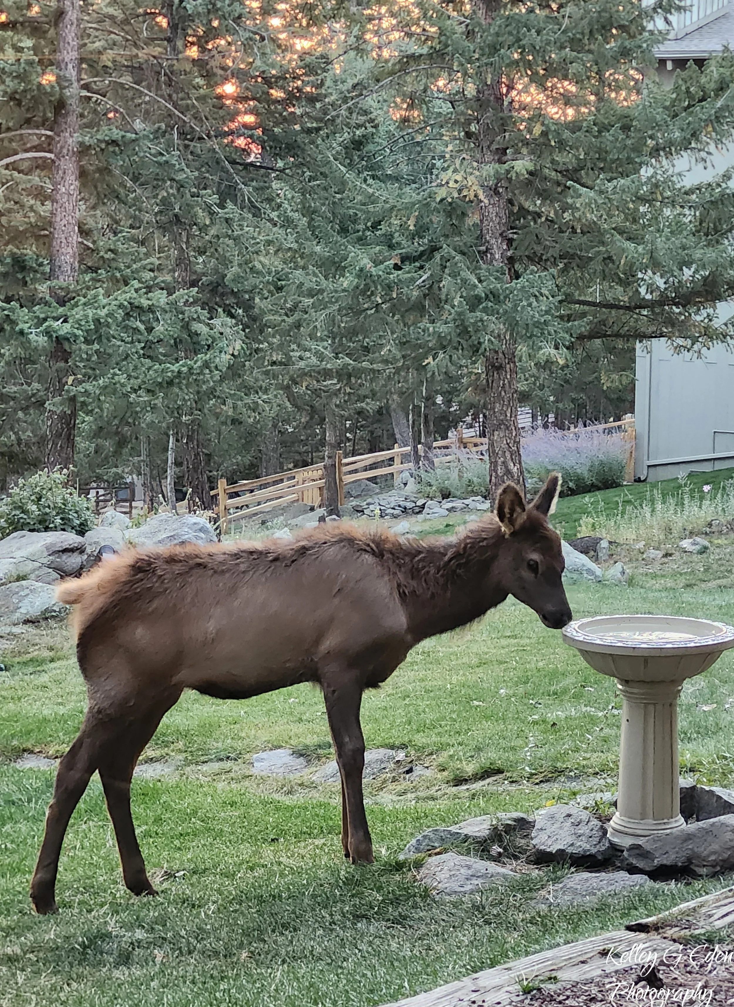 Evergreen Elk 9 Oct 2024 signed.jpg