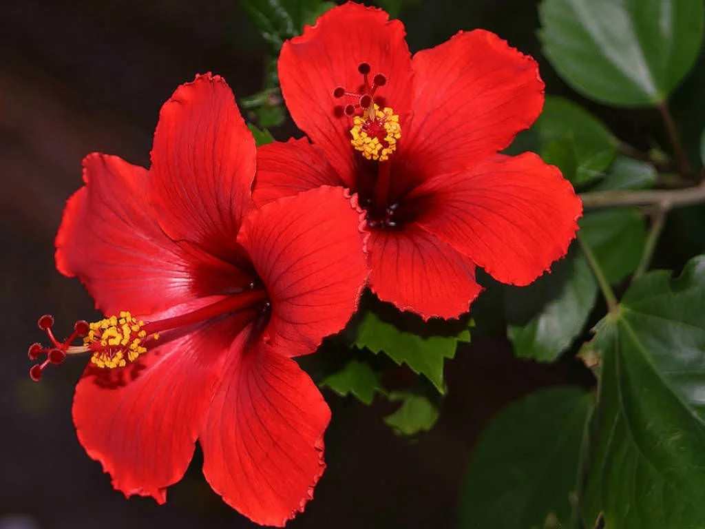 Hibiscus Package