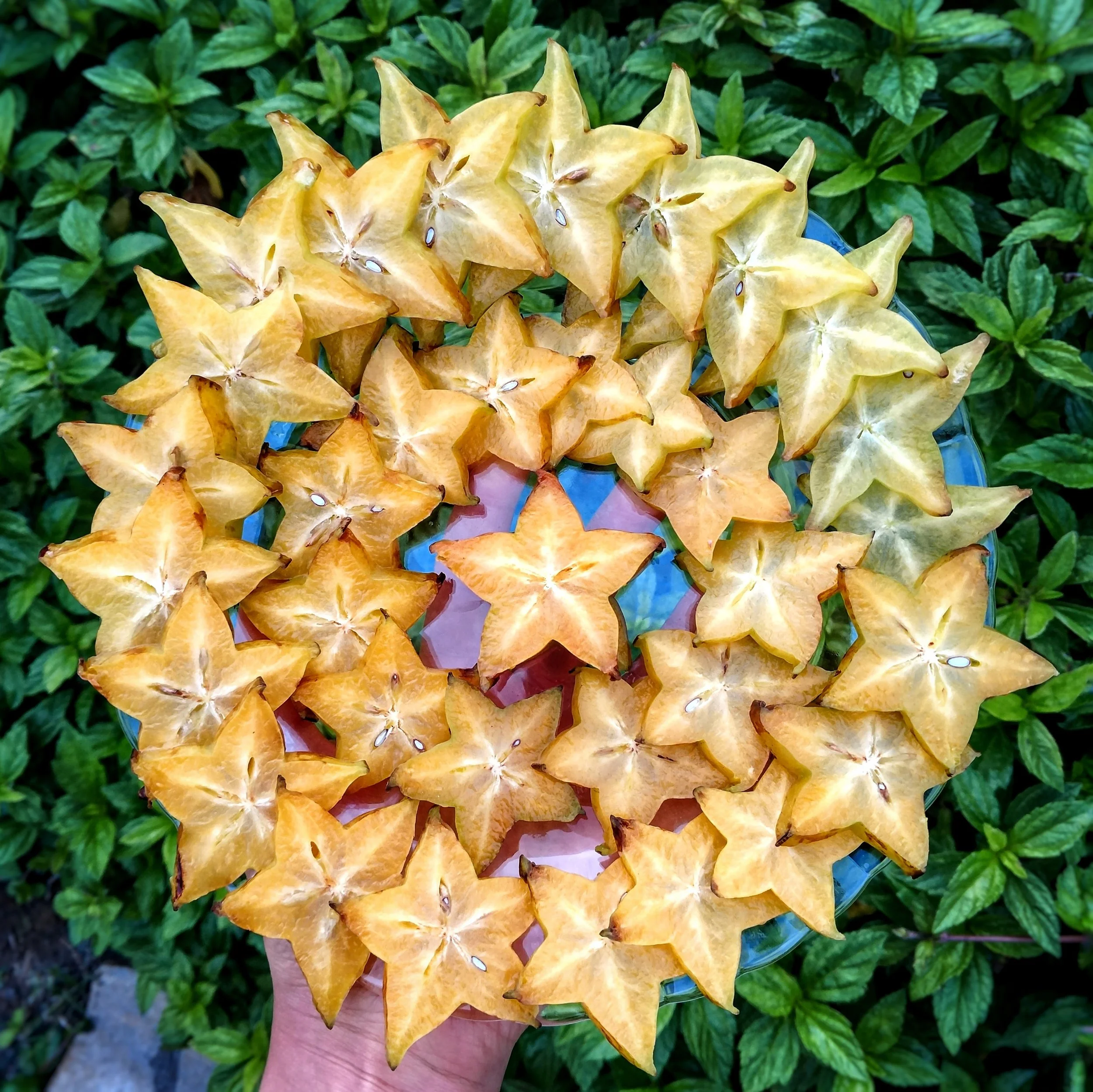 Star fruit platter over a bed of greenery. Carambola fruit platter.