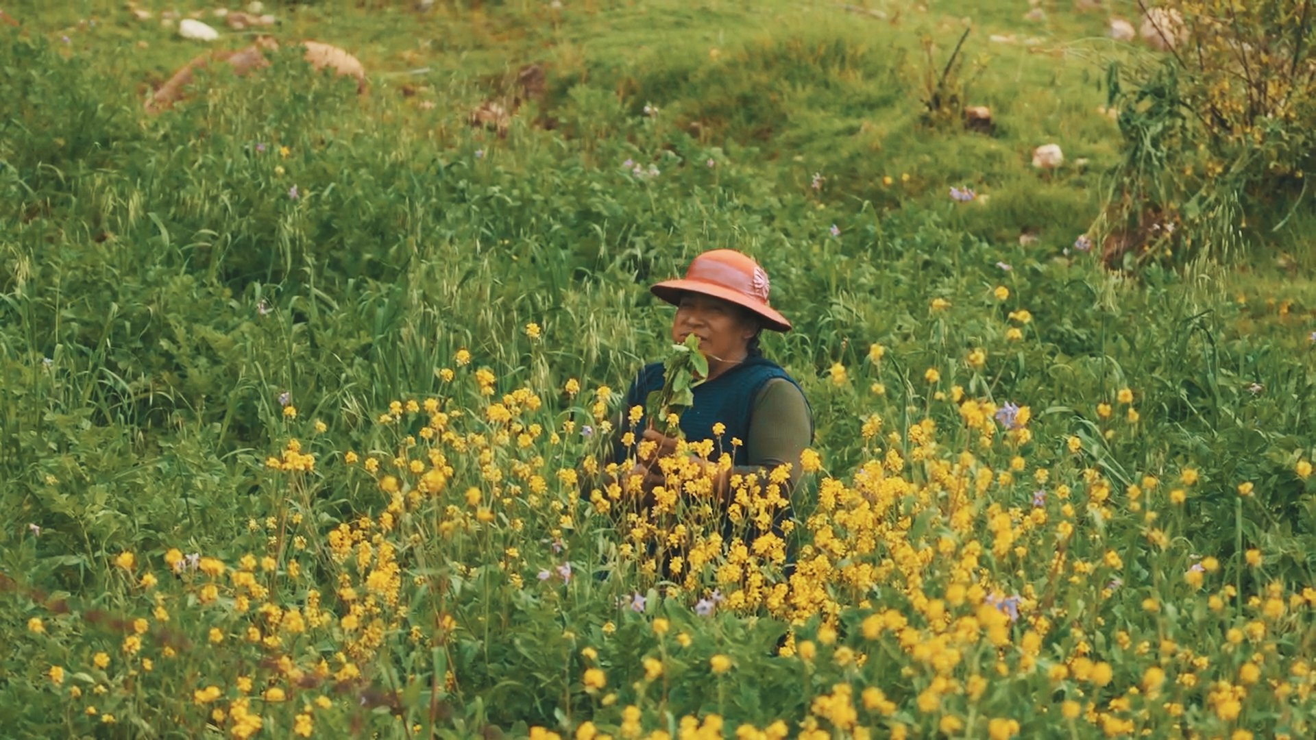 peru_colored_1.2.15.jpg