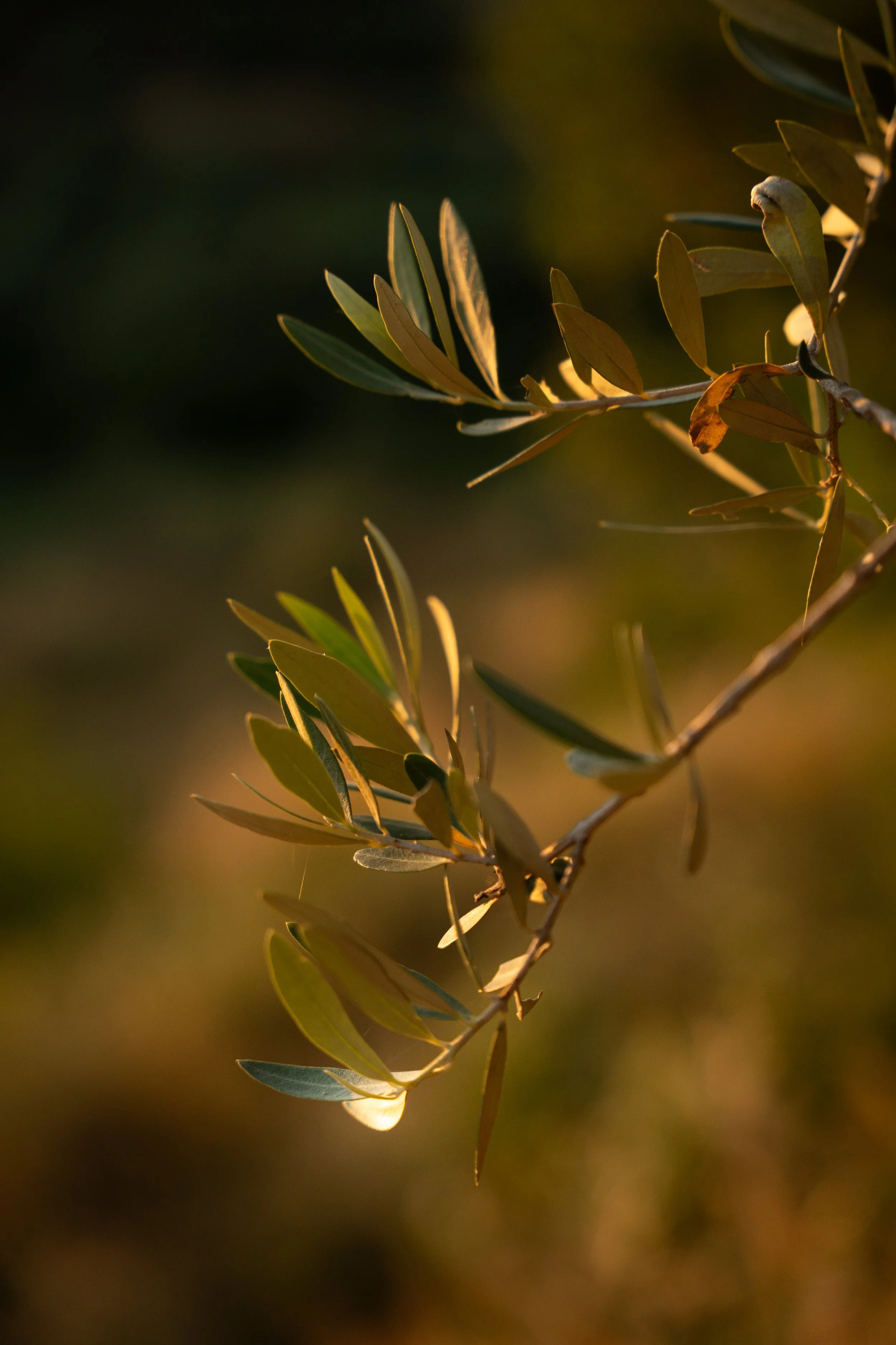 Close-up of a branch with green elongated leaves bathed in warm sunlight, with a blurred dark background.