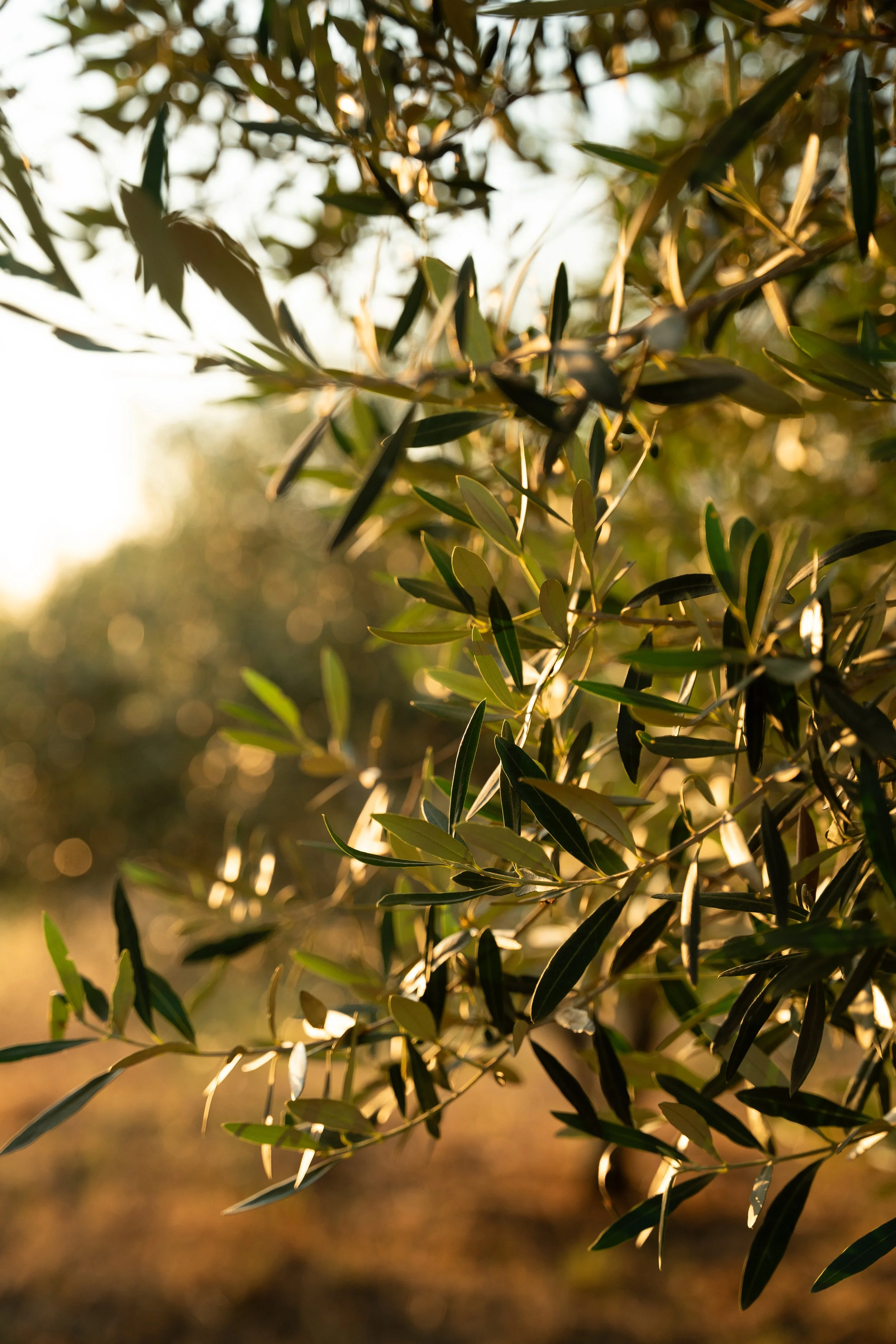 Close-up of green leaves on a tree branch with sunlight filtering through in the background.