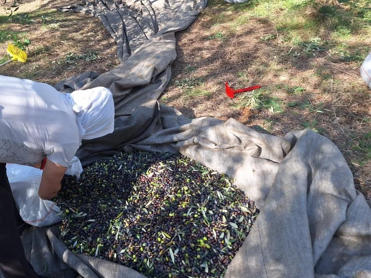 Person harvesting green and black olives from a large pile on a beige cloth spread on the ground in an outdoor setting.