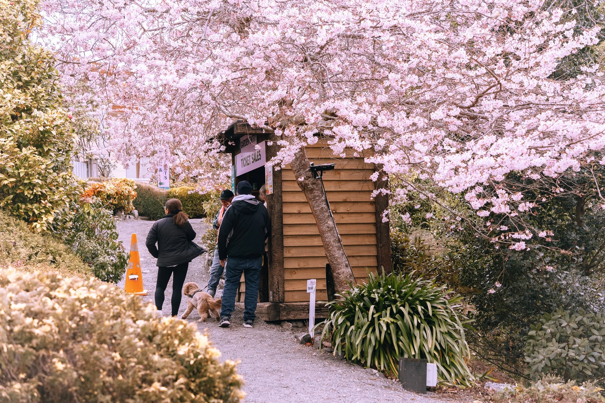 Gallery — Blossom Valley