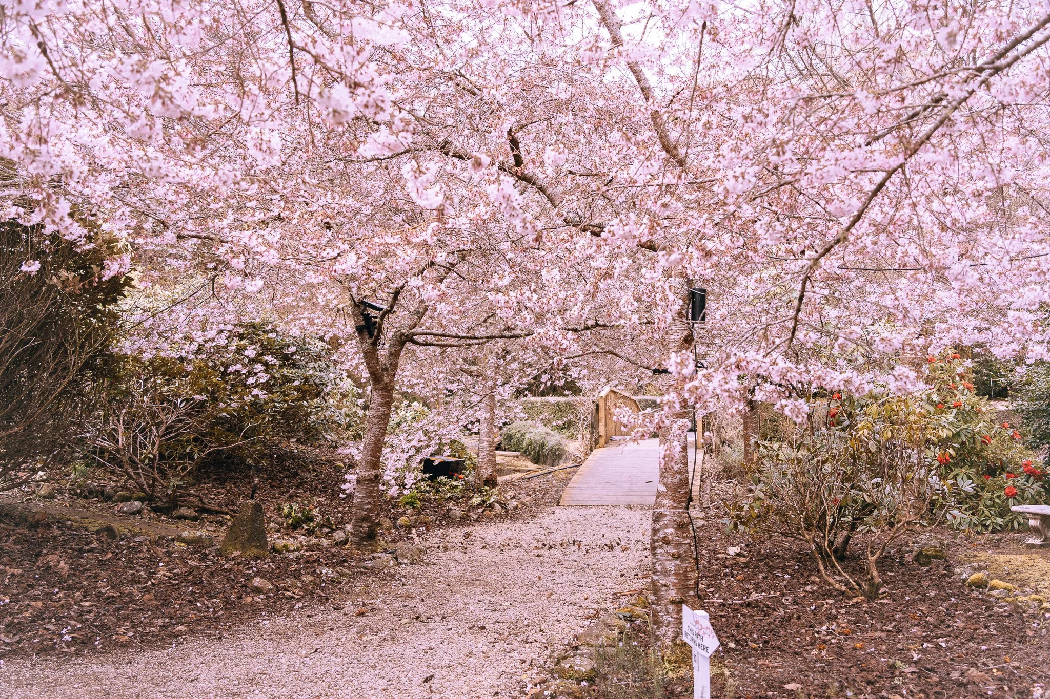 Gallery — Blossom Valley