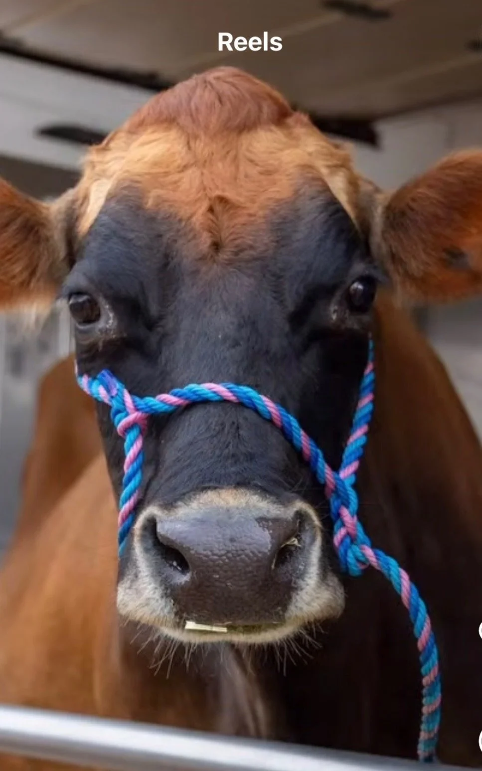 Close-up of a cow with a colorful rope halter on its face, looking into the camera.