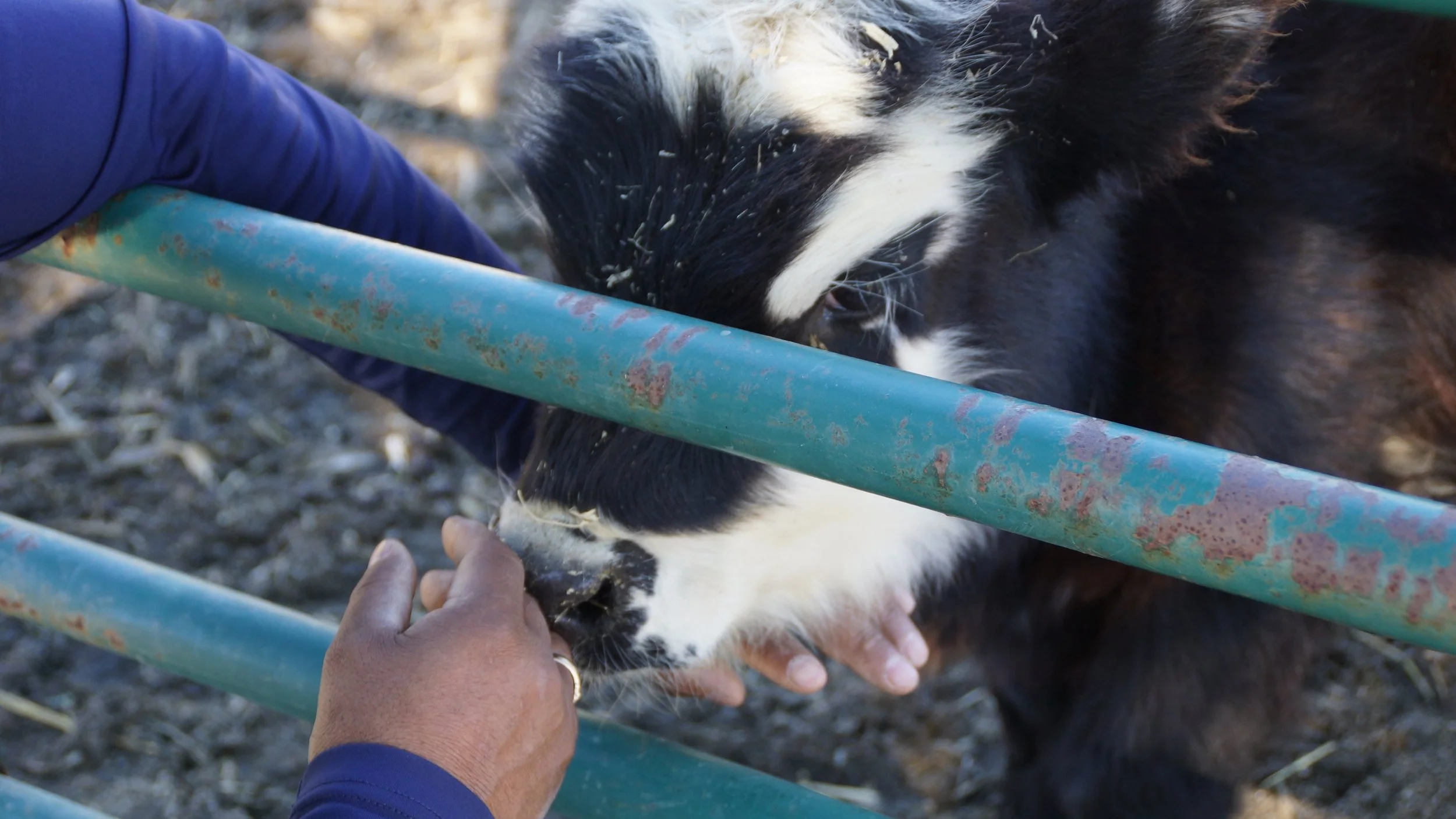 A black and white calf reaching through a metal fence to be fed by a person.
