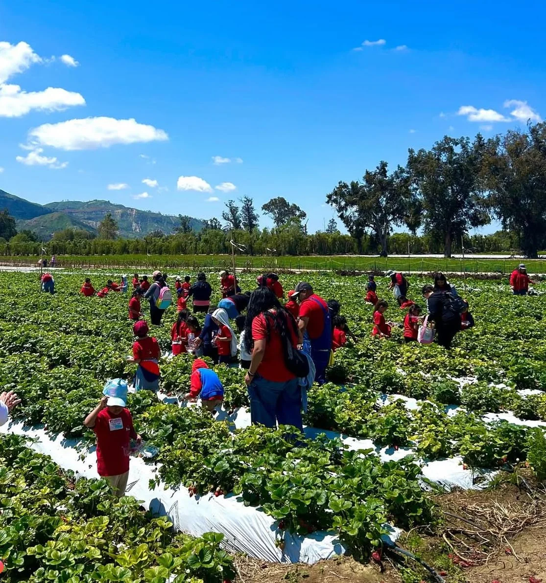 Group of children and adults picking strawberries in a sunny farm field with mountains in the background.