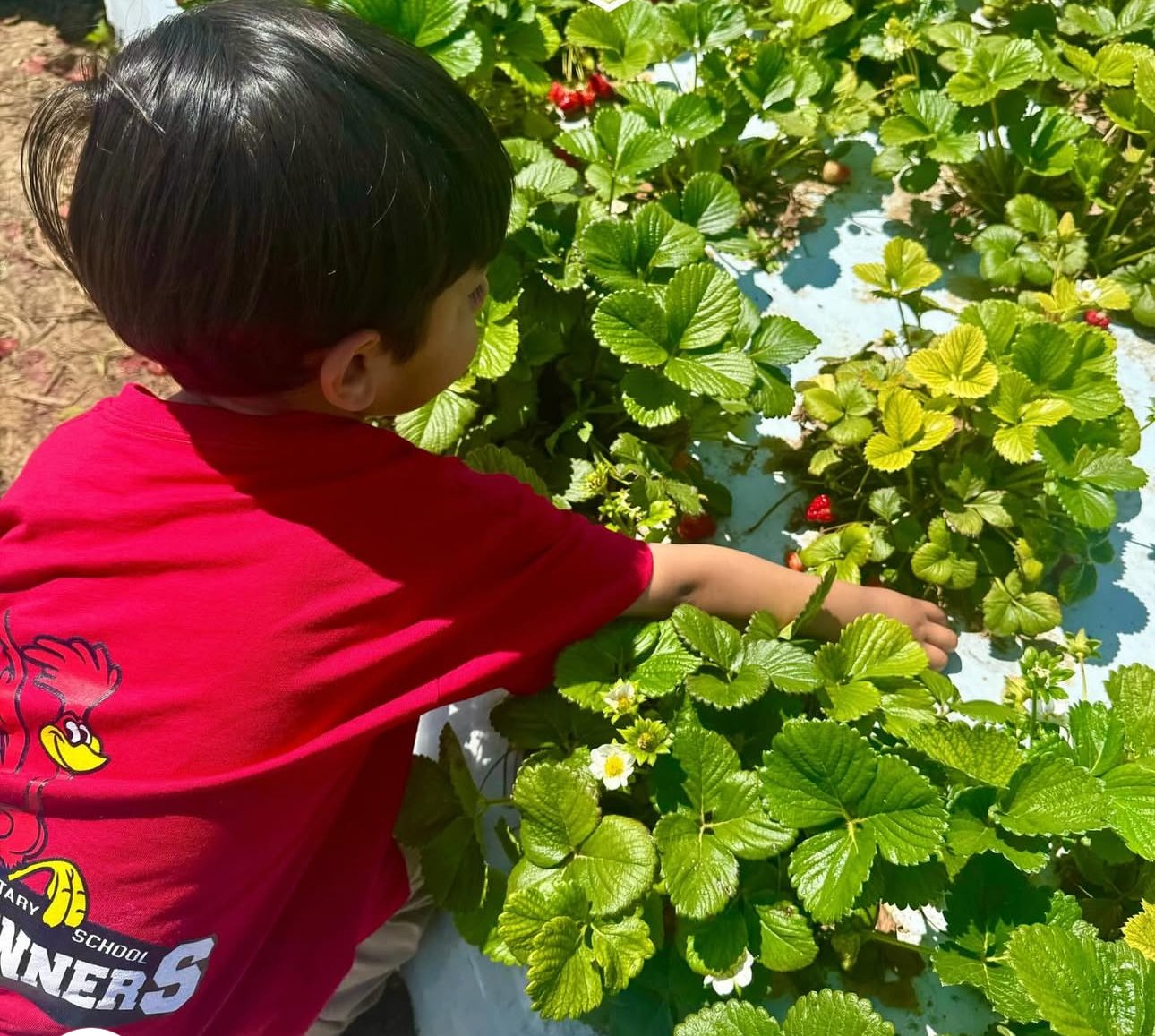 A young boy in a red shirt reaching into strawberry plants with green leaves and red strawberries in a garden.