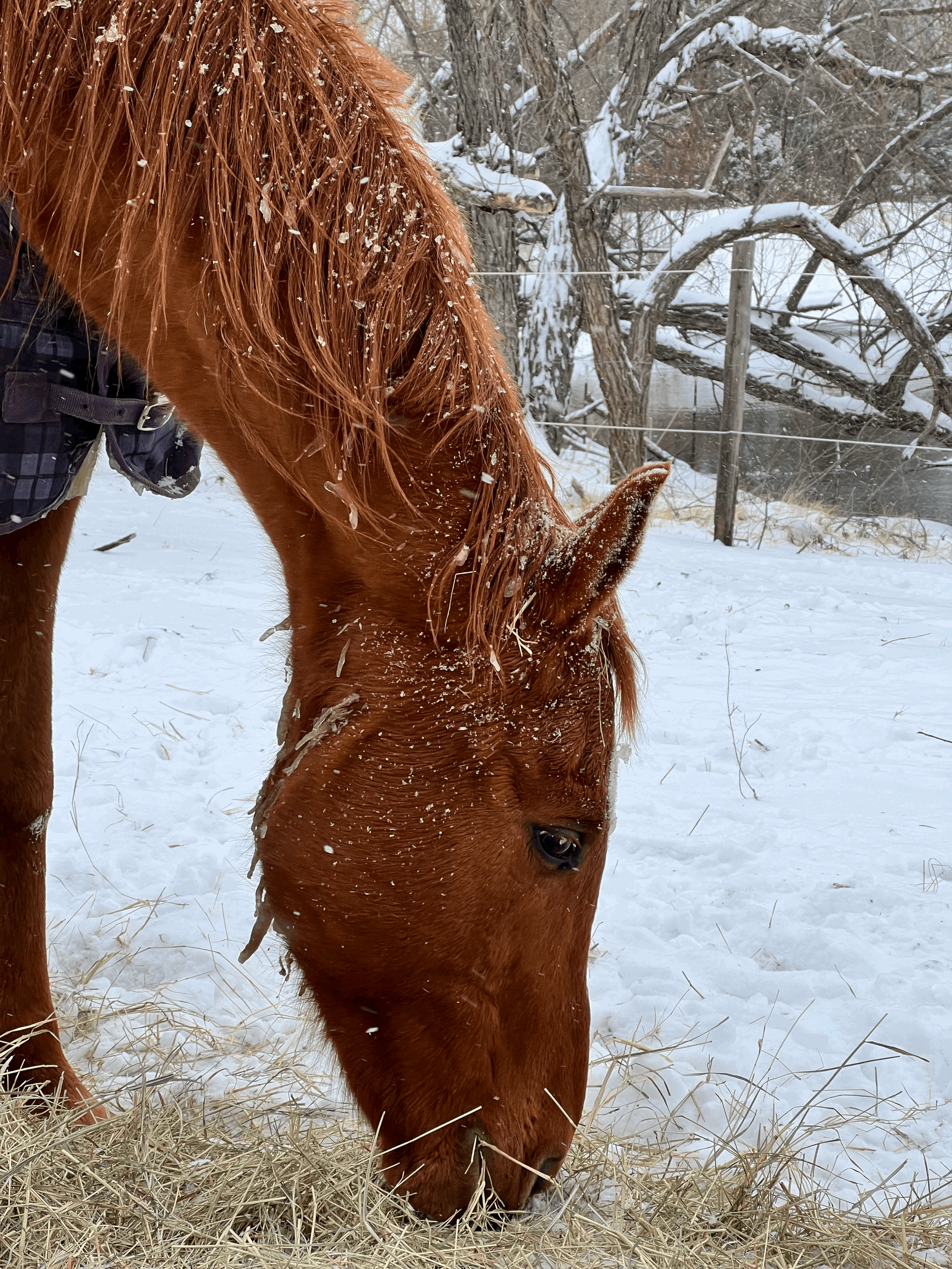Staying Present with the Seasons