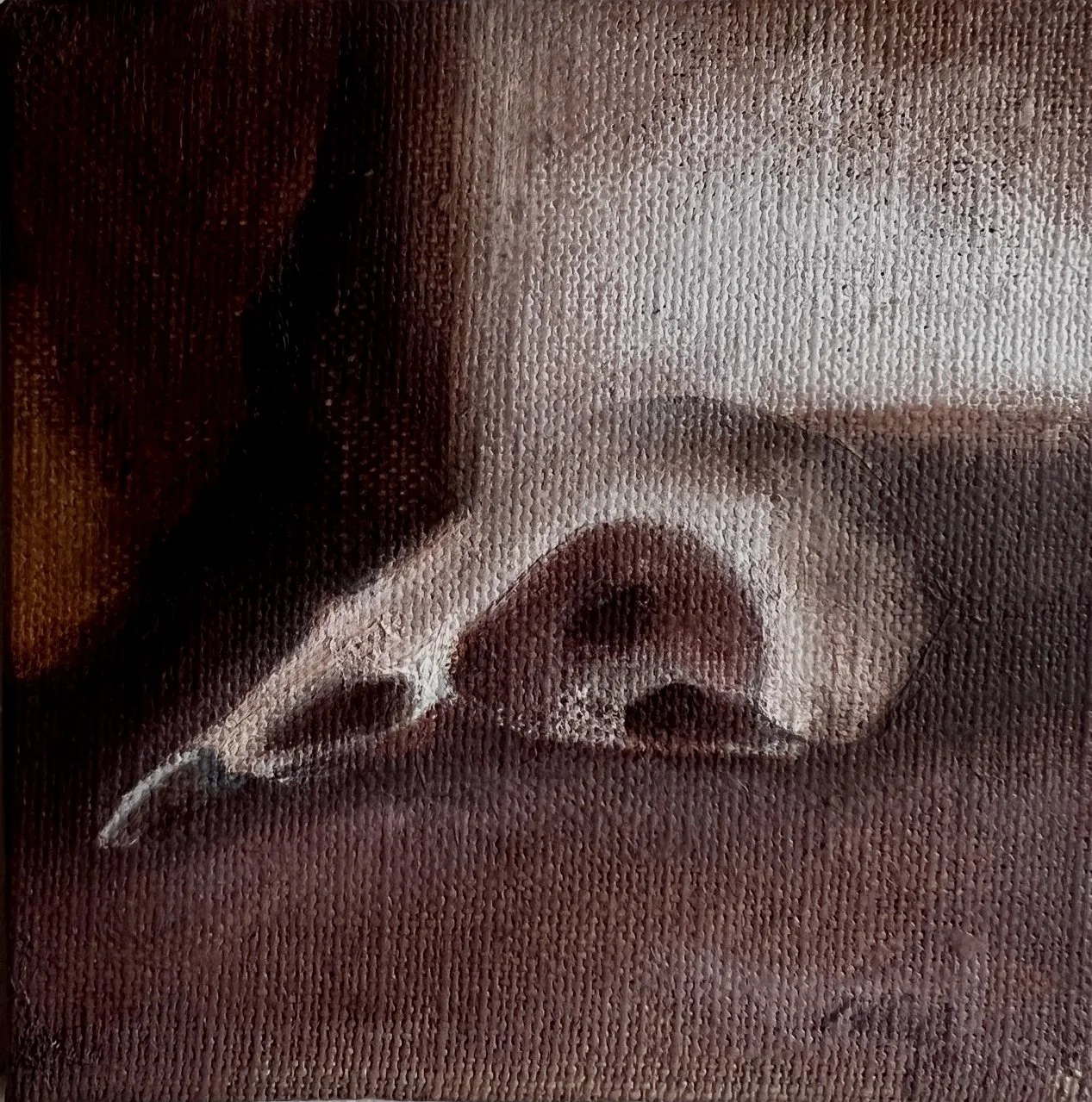 study of a magpie 