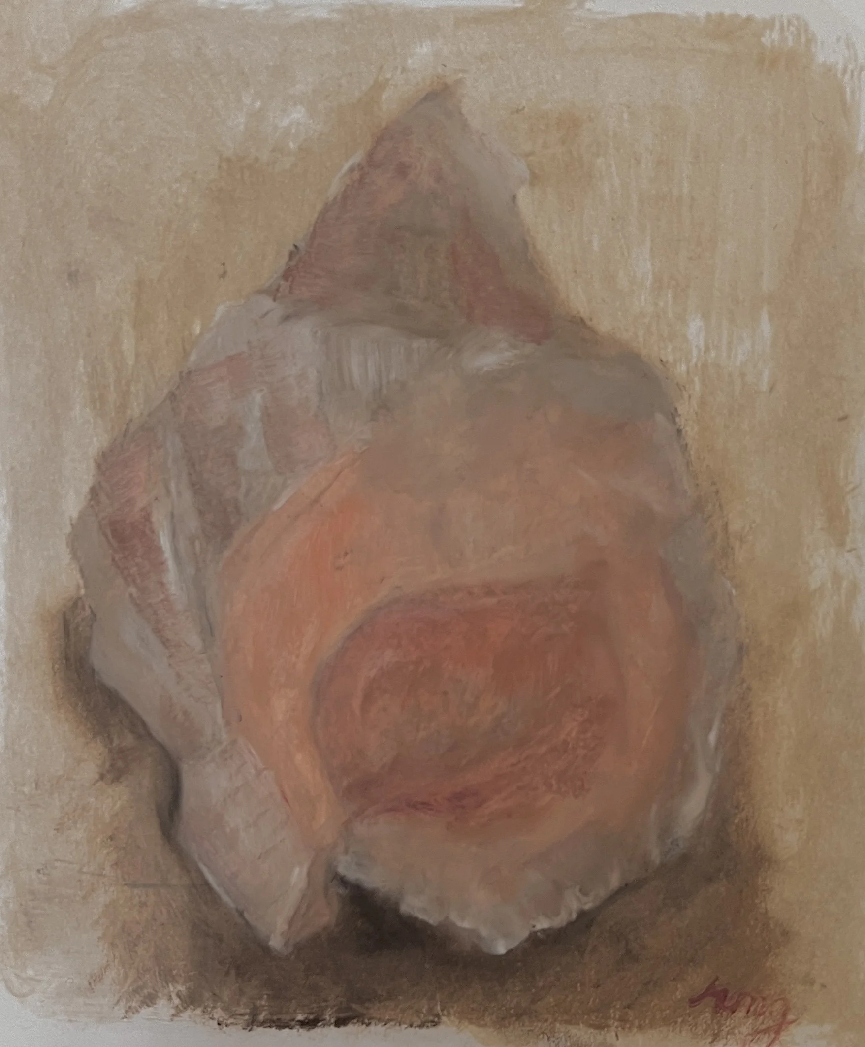 study of a queen conch shell 