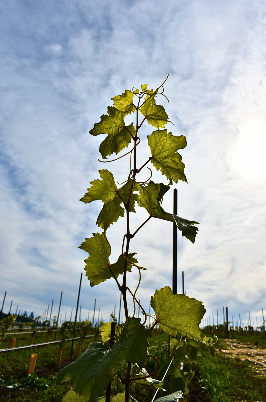 vine growing up with clouds, sun, and sky in background