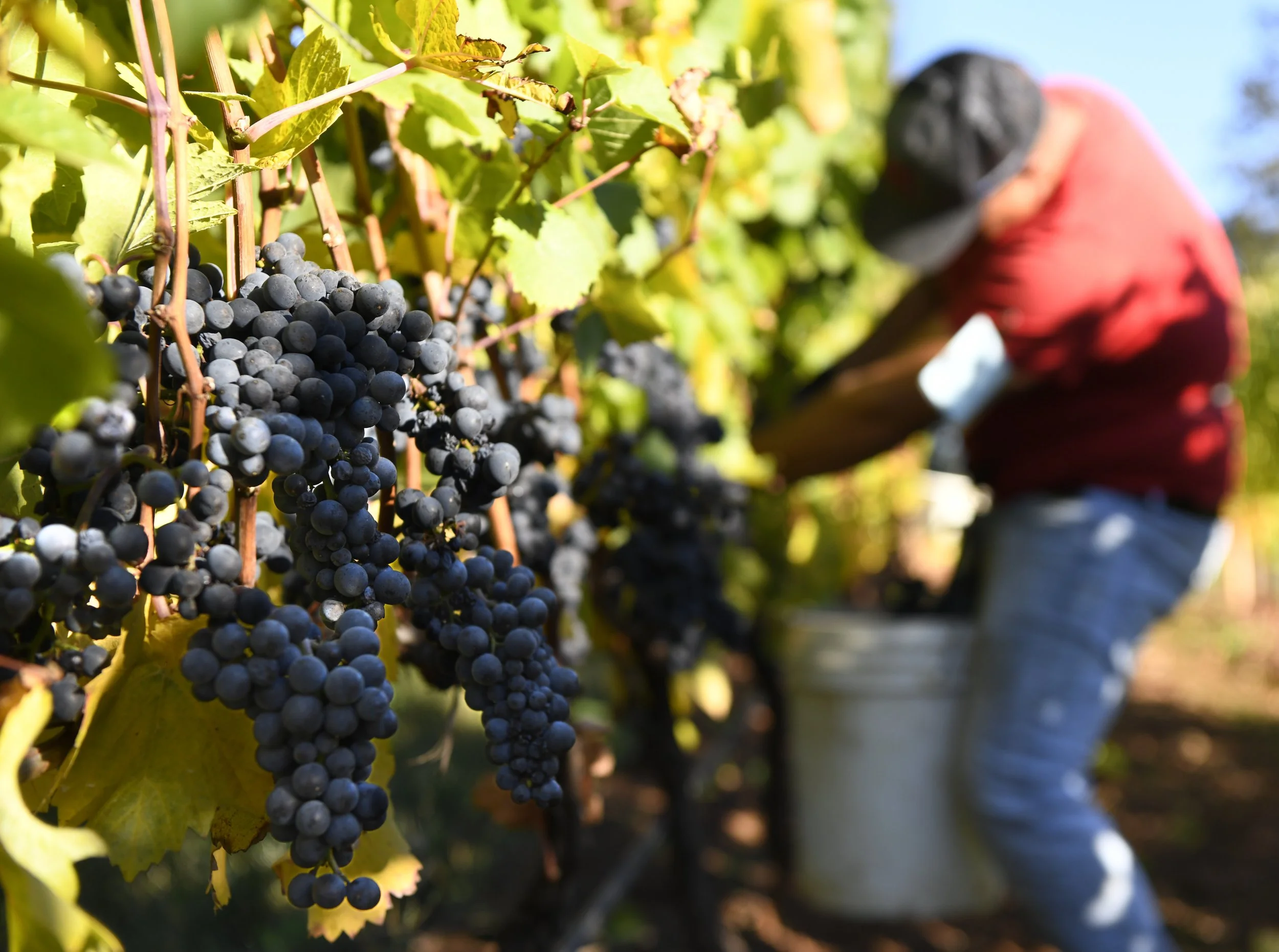 crew member harvesting grapes