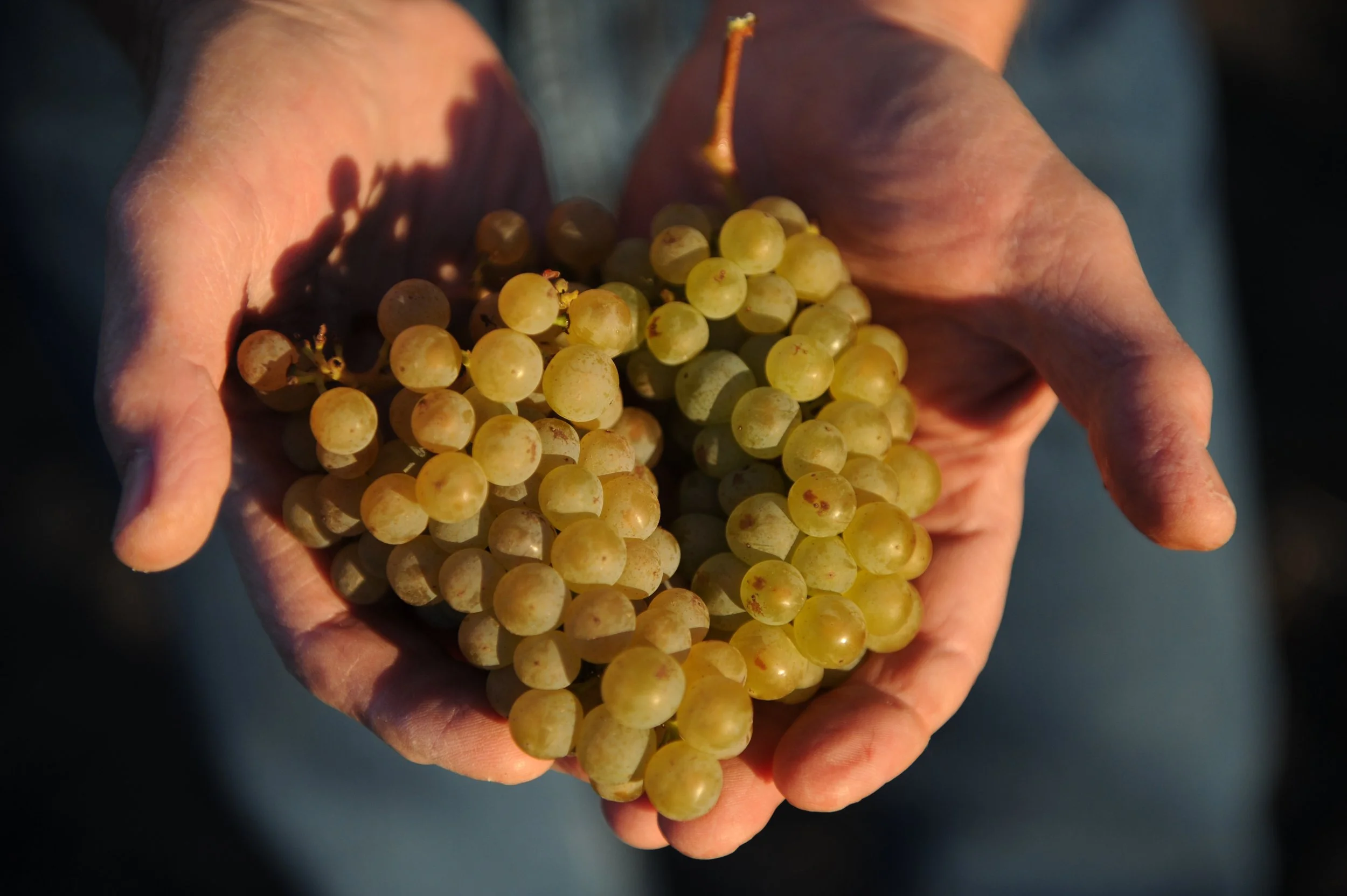 hands holding green grapes
