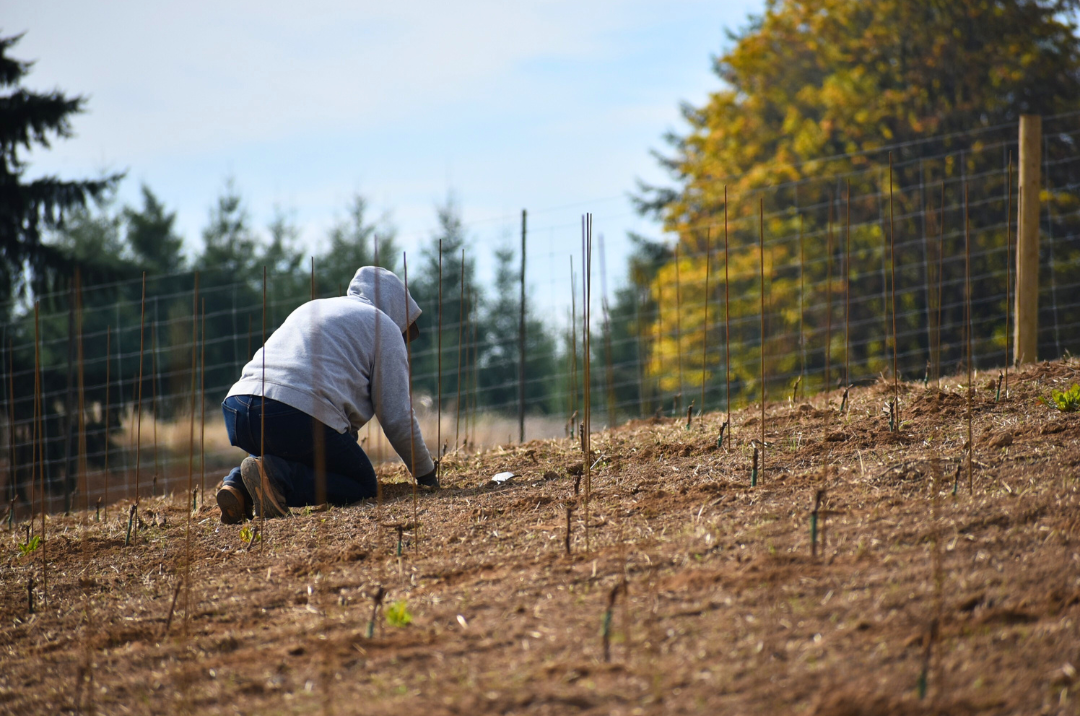 Person planting or tending to small plants or seedlings in a field, surrounded by protective fencing on a farm, with trees and a cloudy sky in the background.