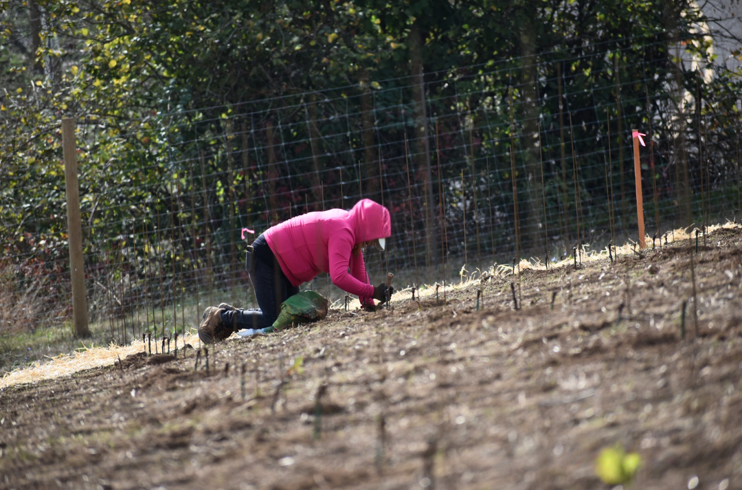 woman planting vines in field