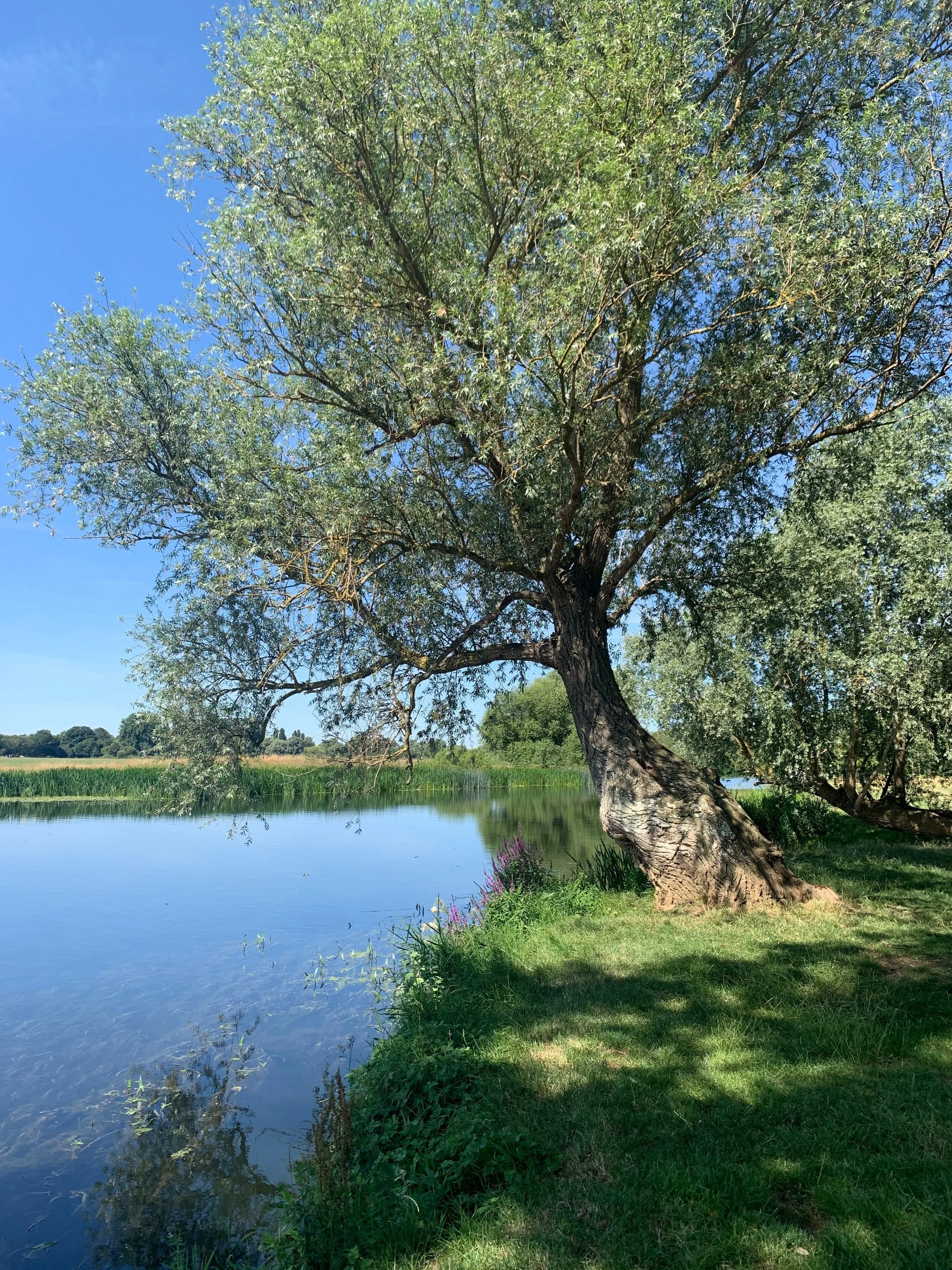 The beautiful river ouse in St Ives, with a willow leaning from the bank, dappled in sunlight, an ideal place to do somatic practice for women