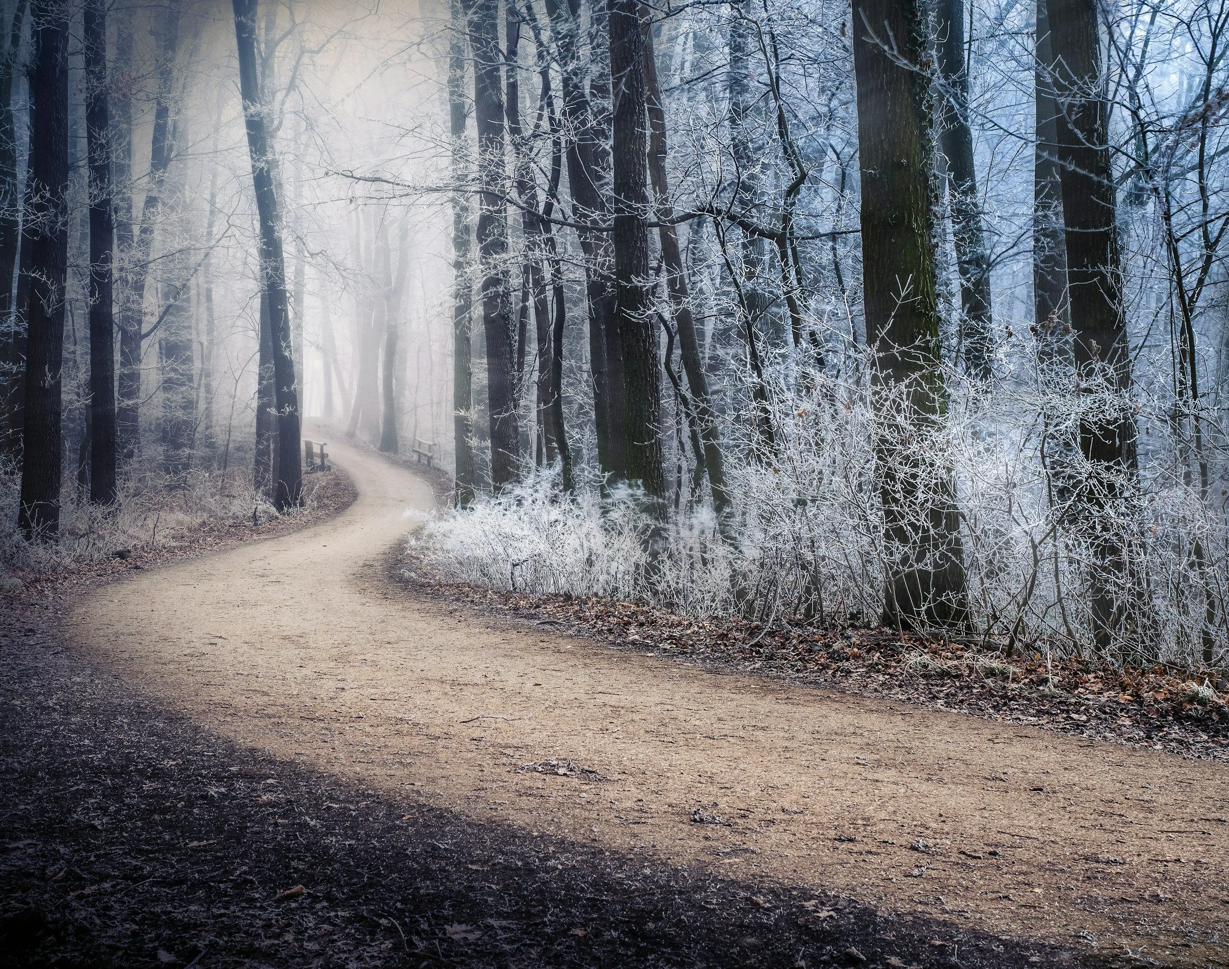 A dirt path winds through a woodland shaded with freezing fog
