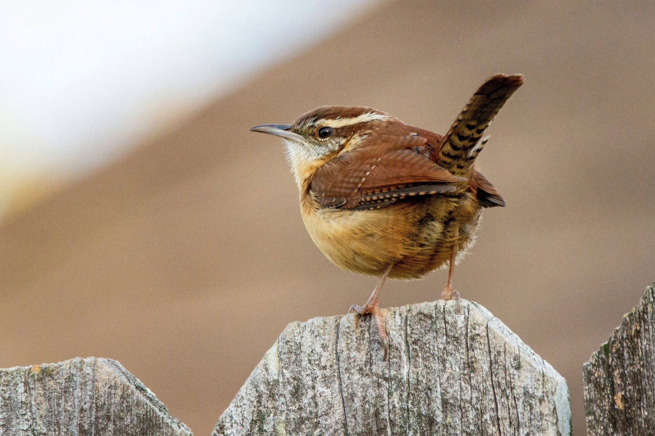 A wren sitting on a fence post