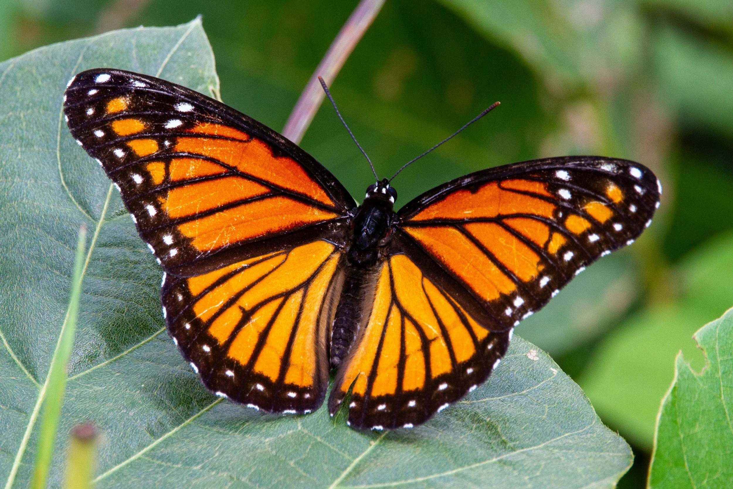 A beautiful orange and black butterfly sitting on a dark green leaf