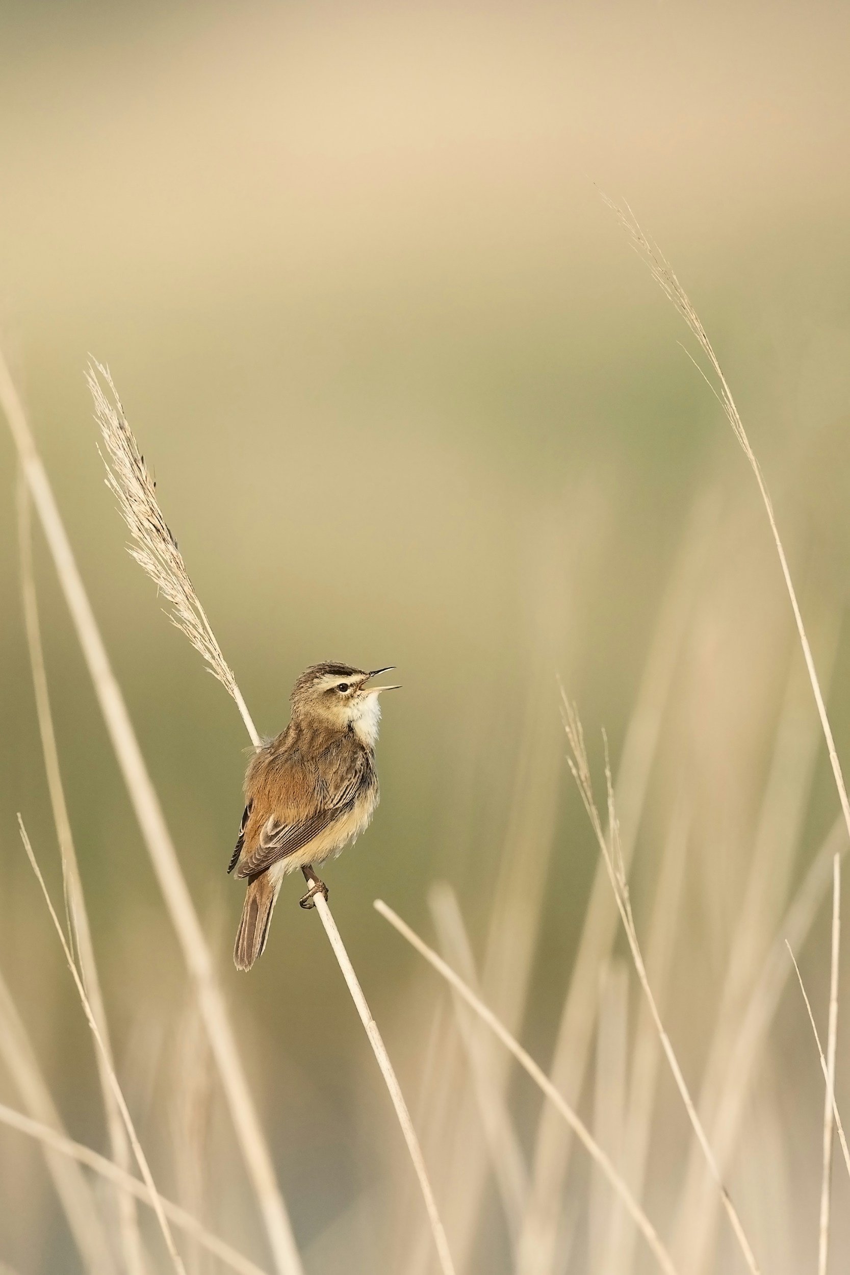 Reed warbler singing in reeds by a waterway