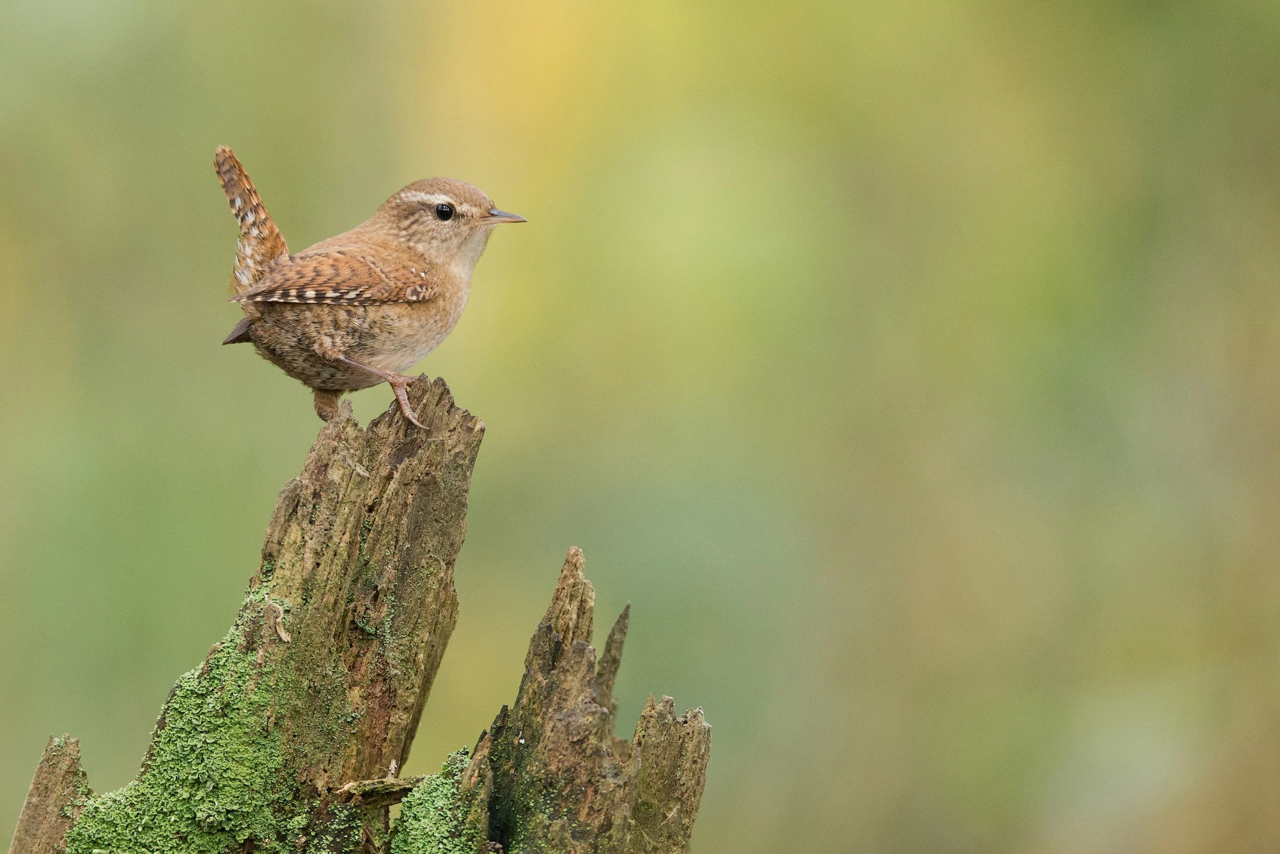 A beautiful wren perched on a log