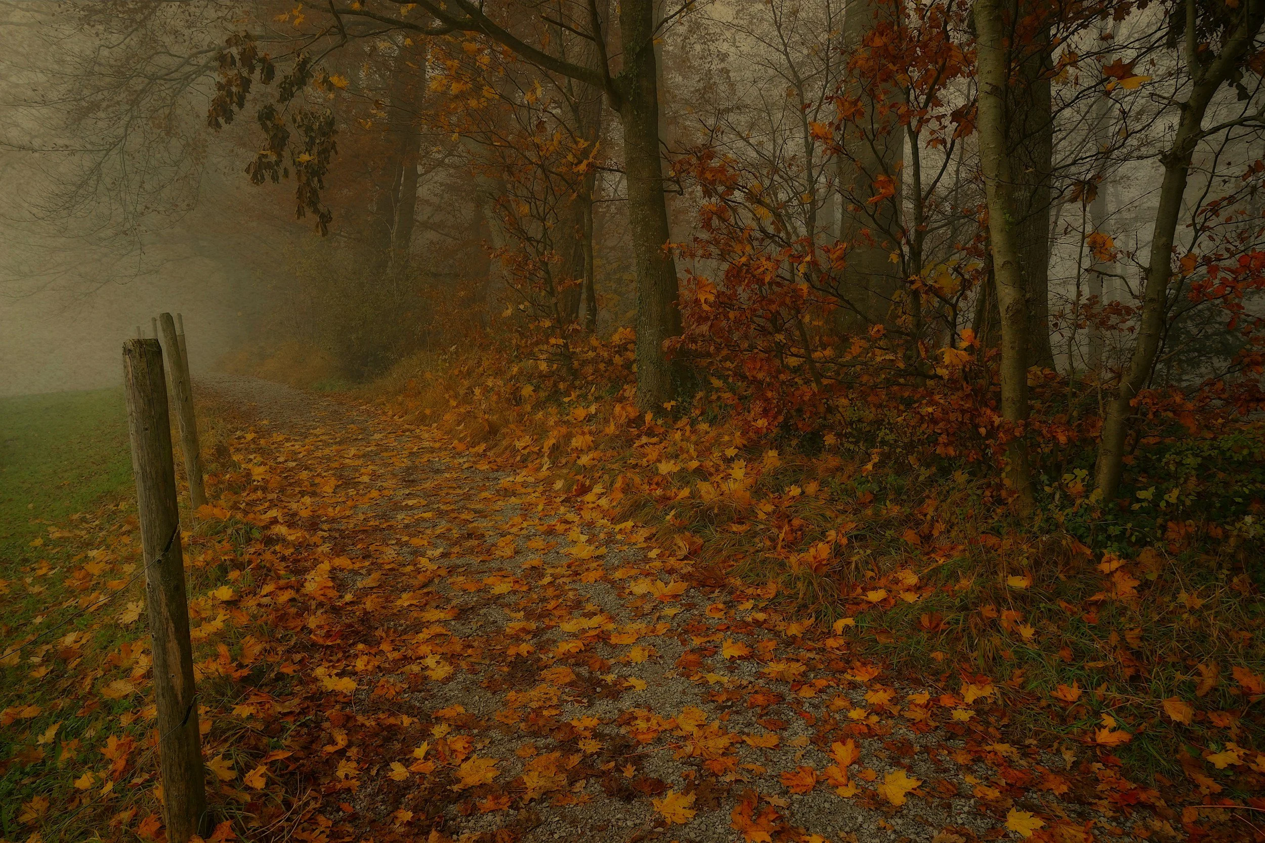 Foggy autumnal forest