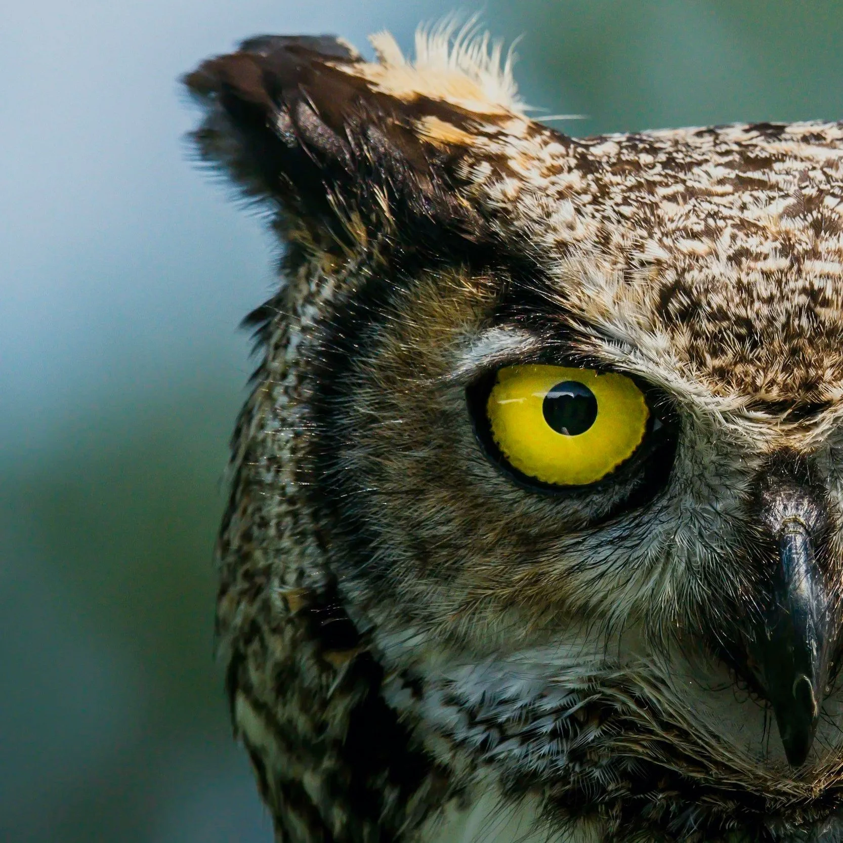 A close up of an owl so you can see its yellow eye