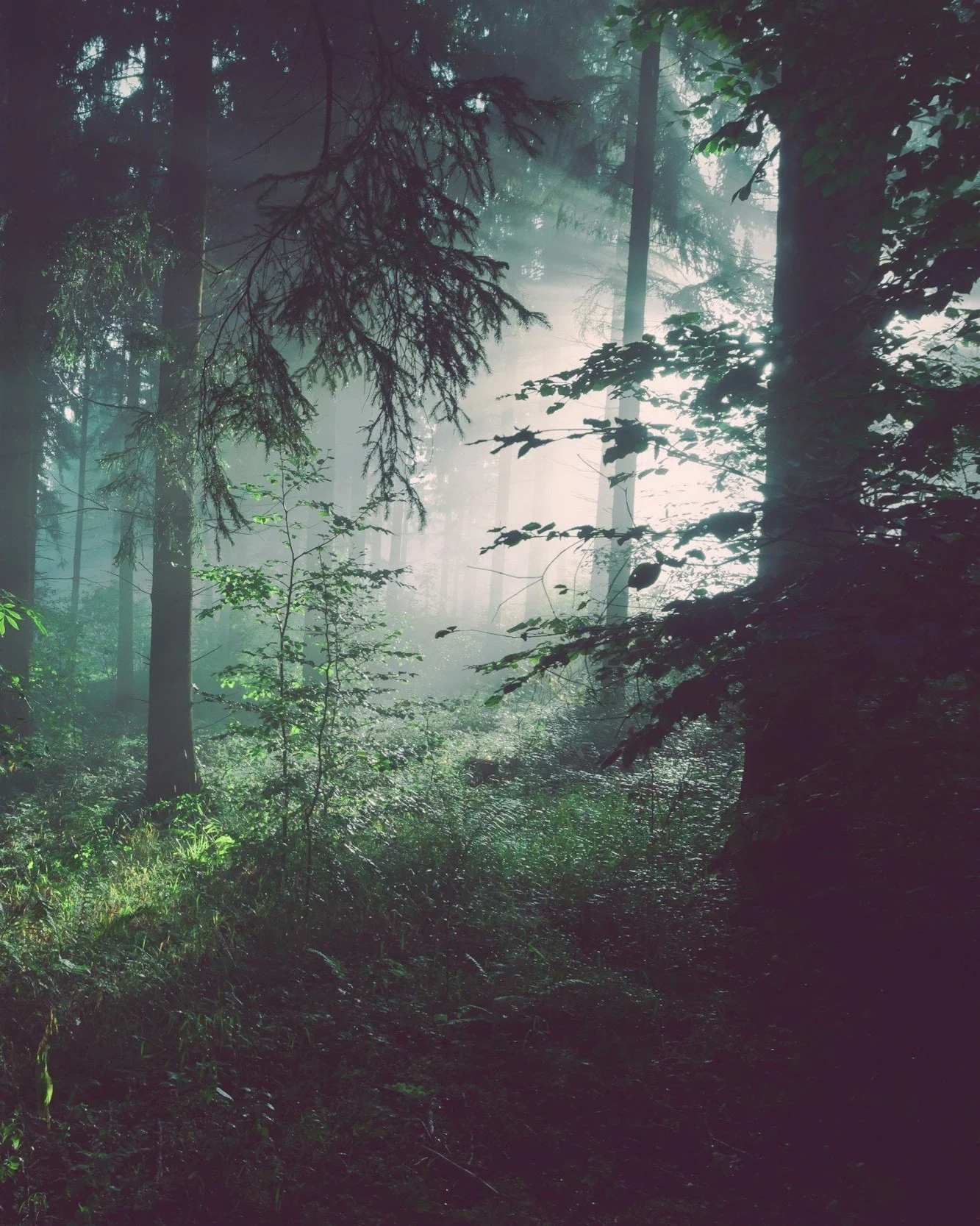Forest in the early morning